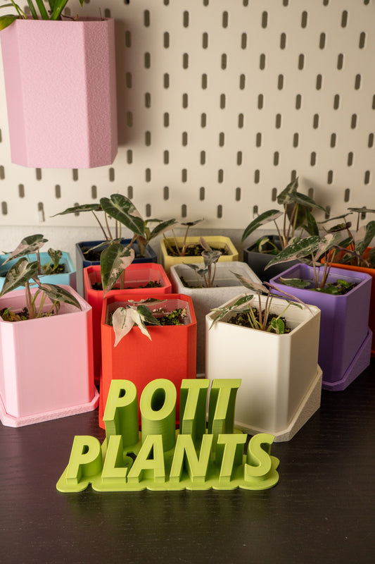 Alocasia Bambino Pink