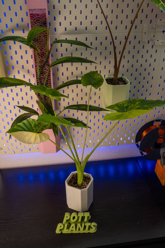 Alocasia Gageana Aurea Variegata