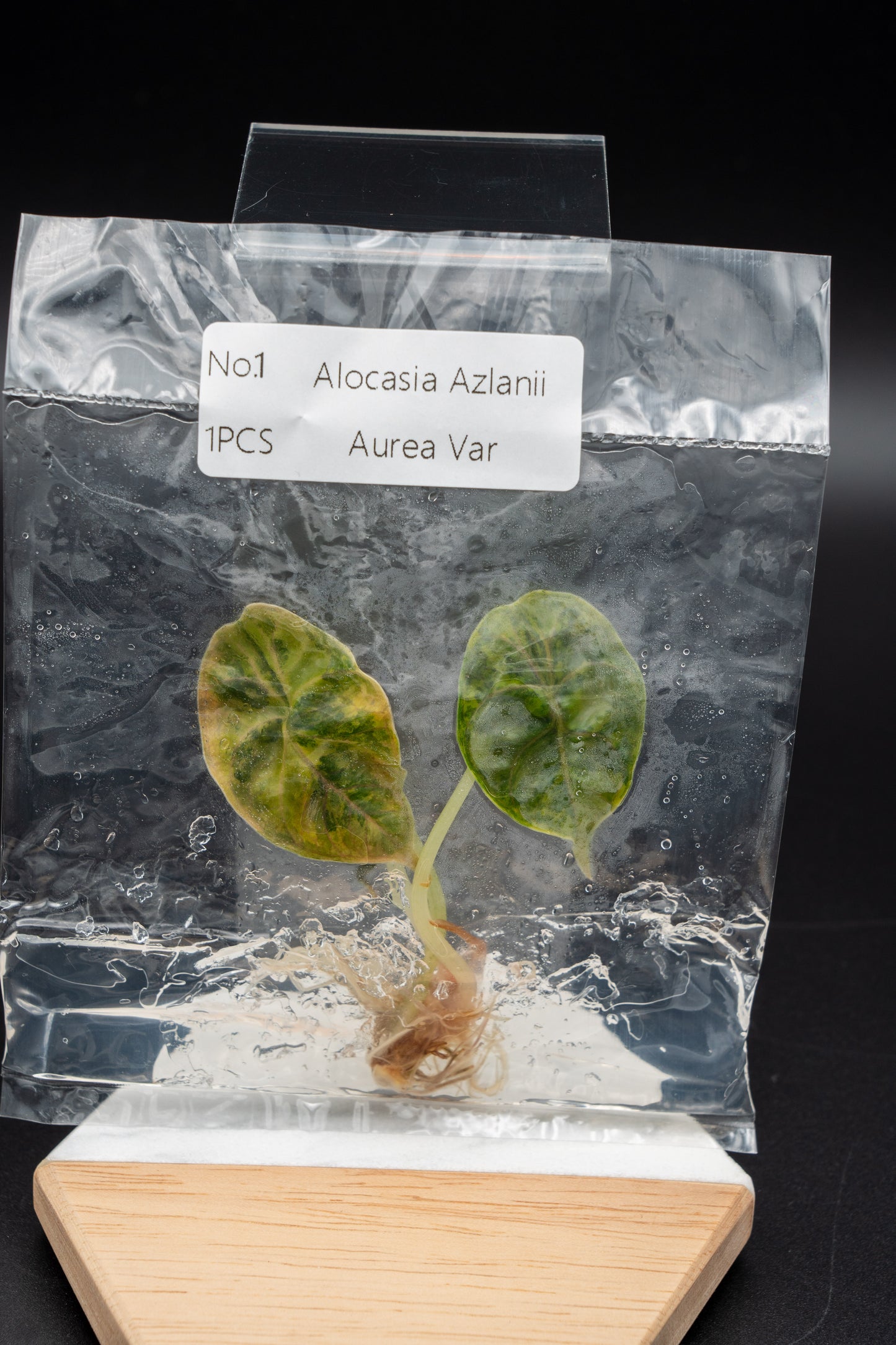 Alocasia Azlanii Aurea Variegata im TC Beutel