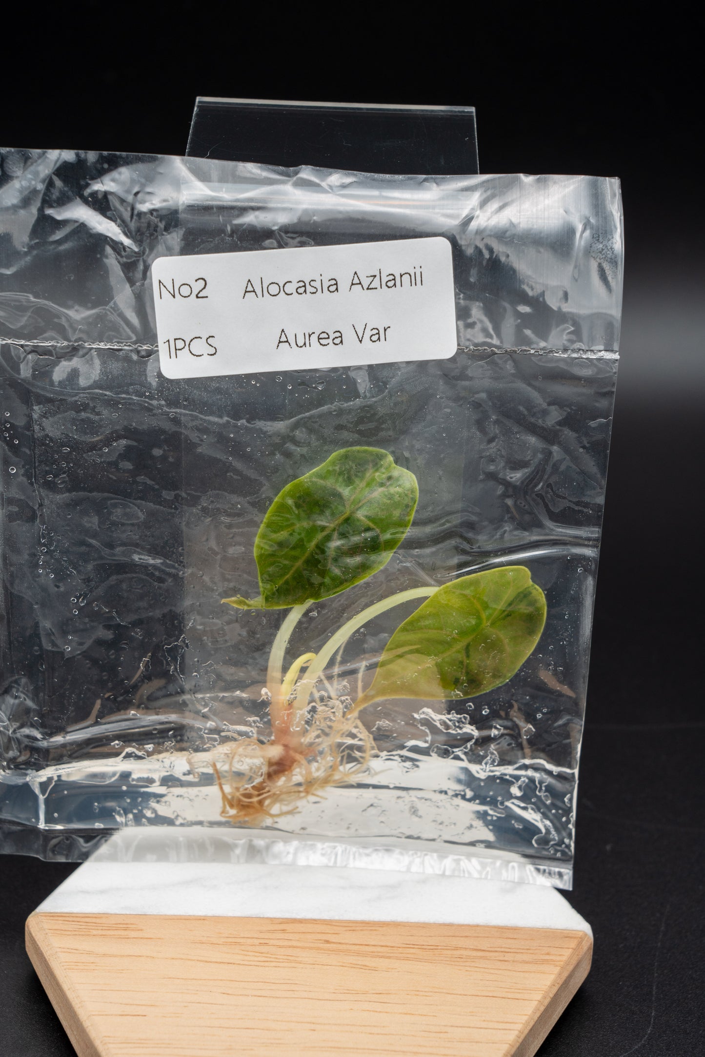 Alocasia Azlanii Aurea Variegata im TC Beutel