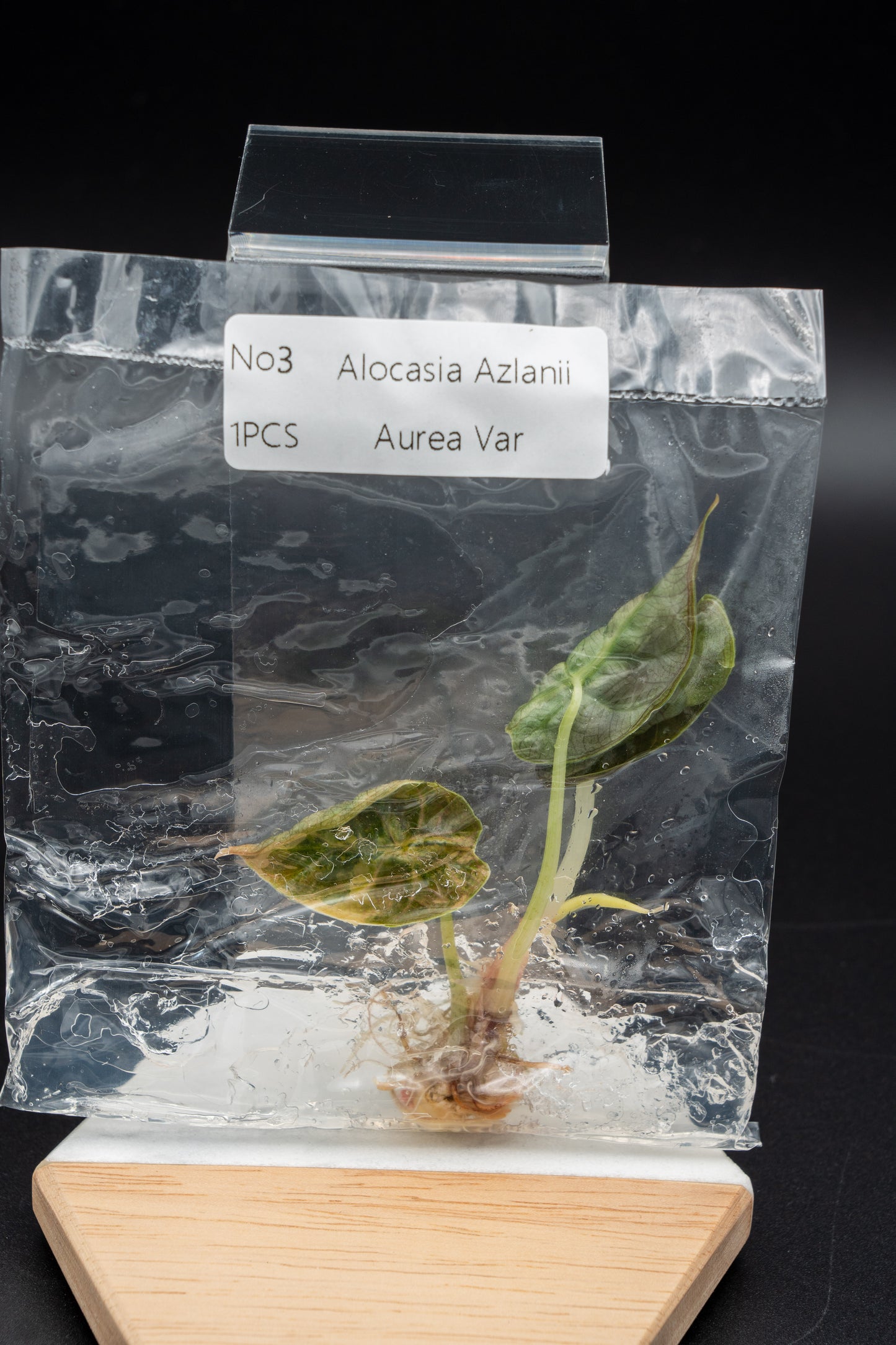 Alocasia Azlanii Aurea Variegata im TC Beutel