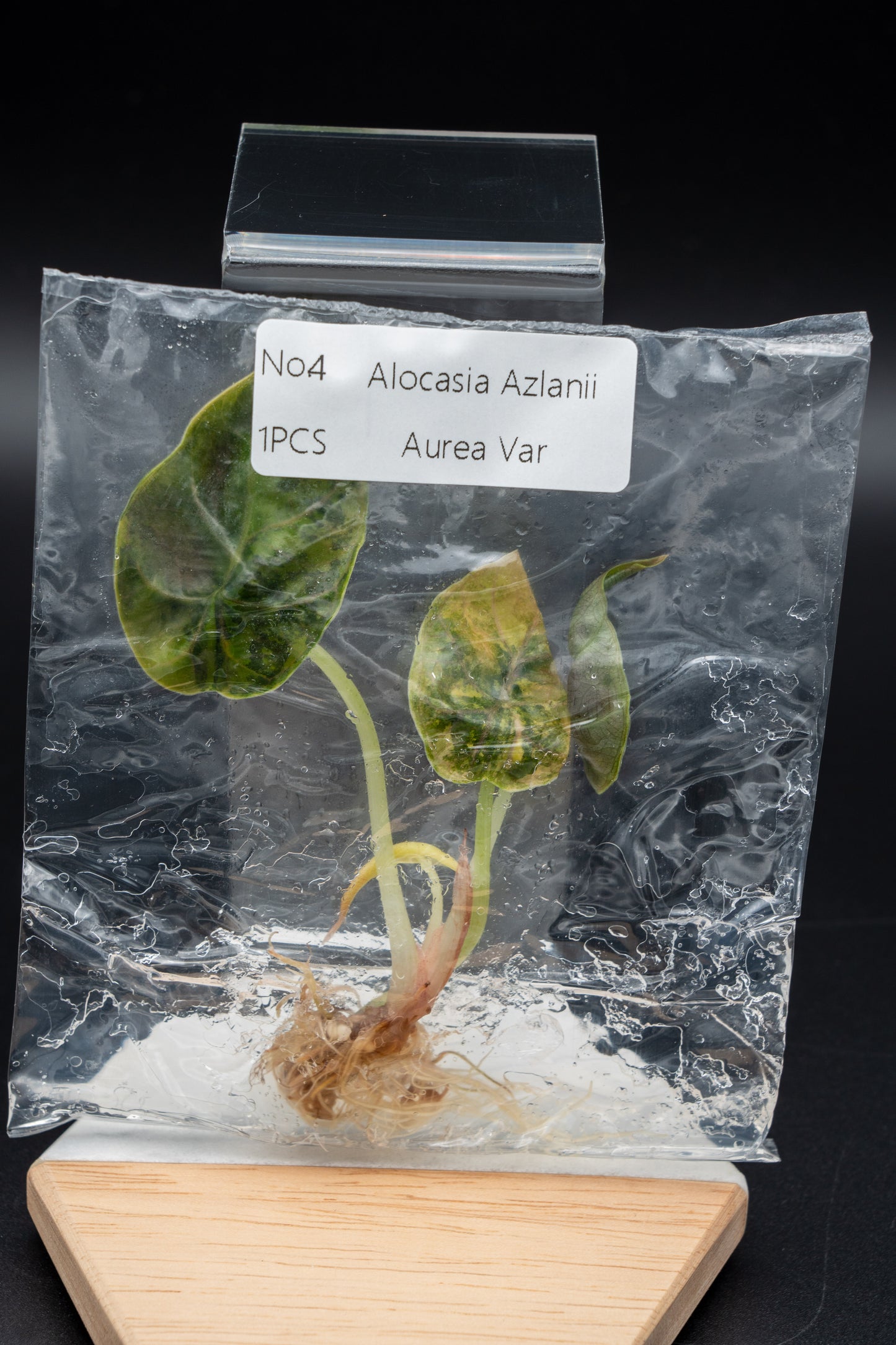 Alocasia Azlanii Aurea Variegata im TC Beutel