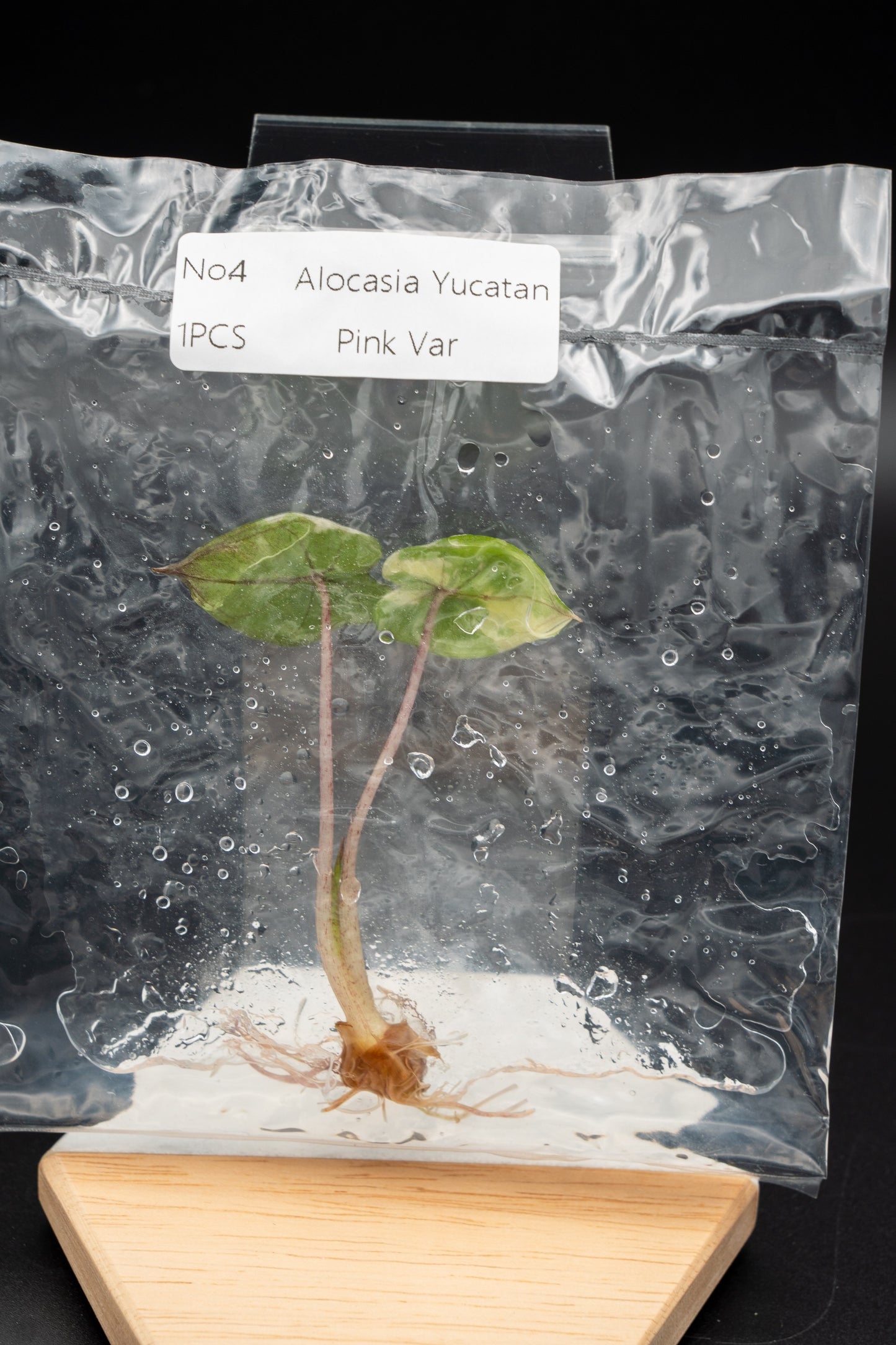 Alocasia Yucatan Princess Pink Variegata im TC Beutel