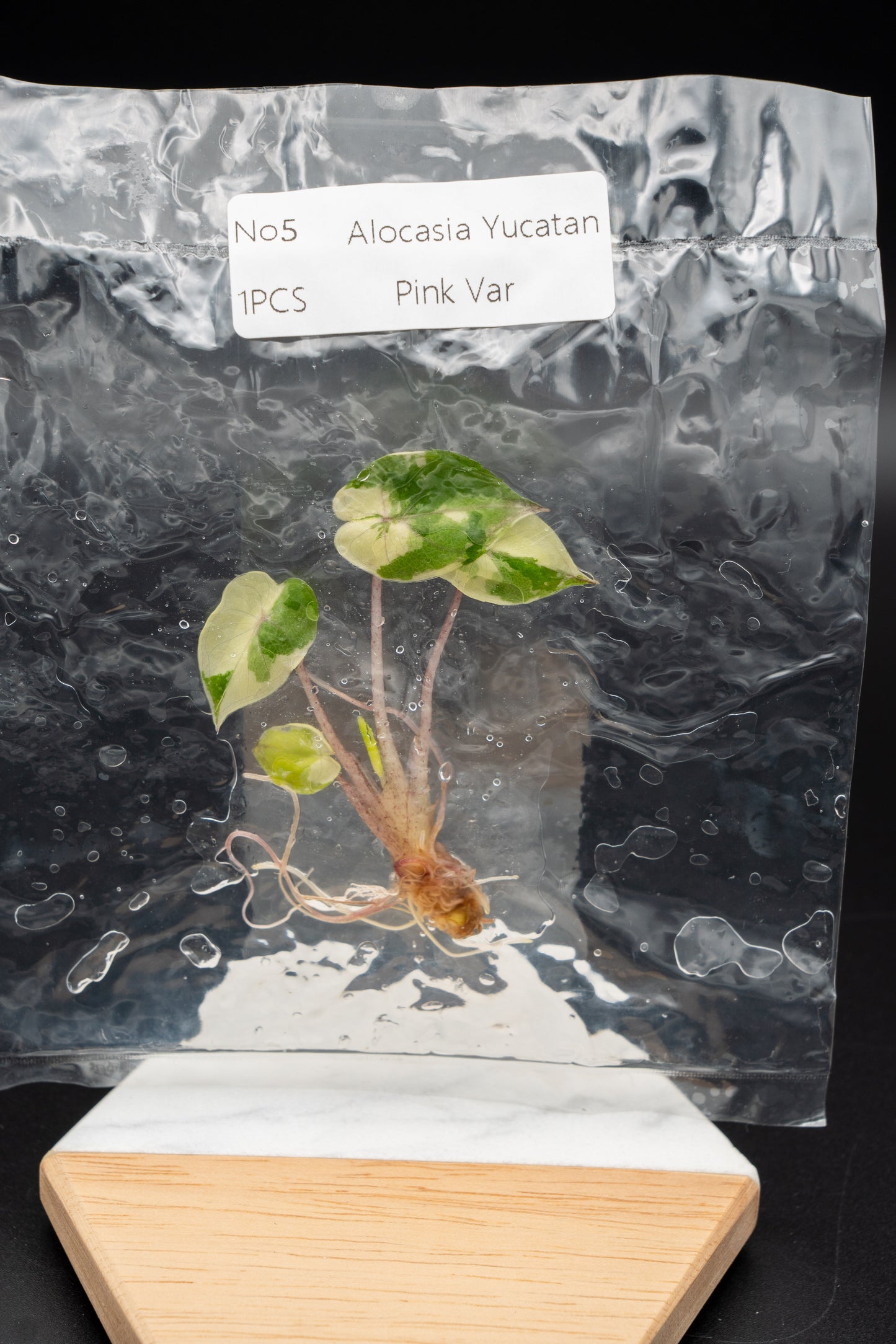 Alocasia Yucatan Princess Pink Variegata im TC Beutel