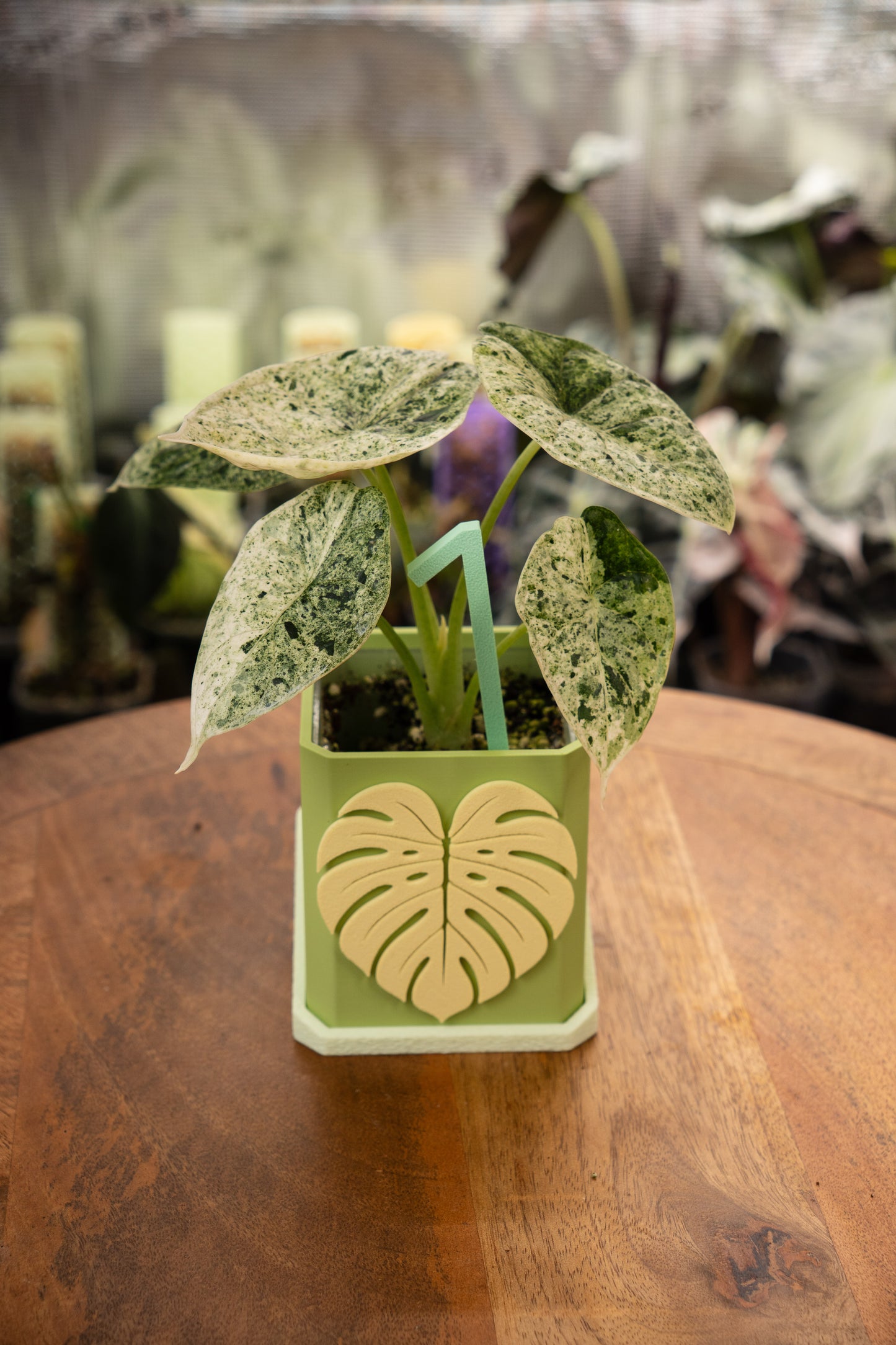 Alocasia Dragon Scale Mint