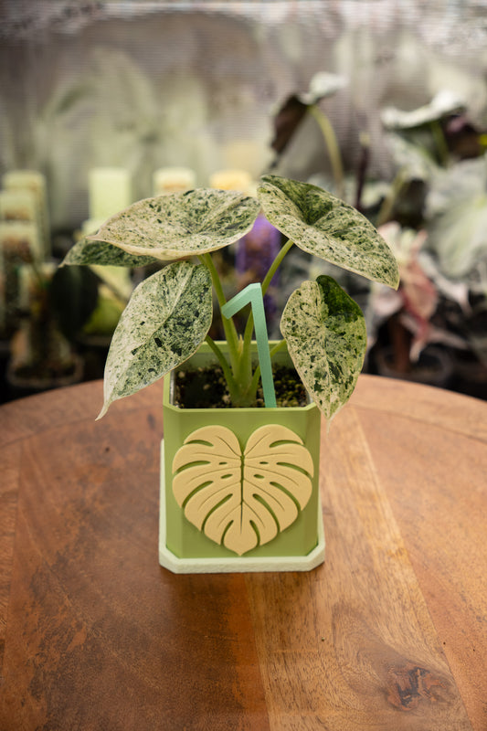 Alocasia Dragon Scale Mint