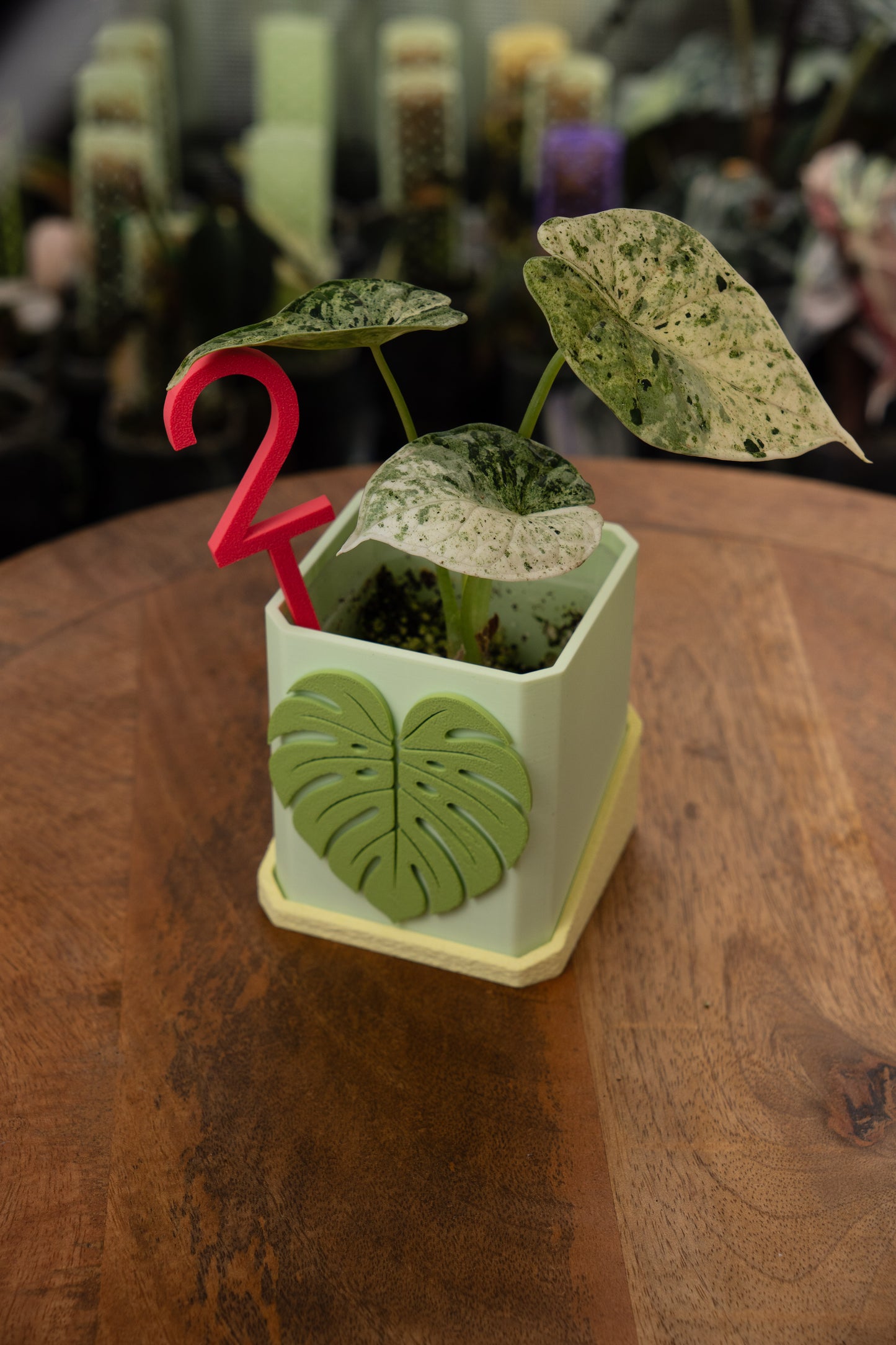 Alocasia Dragon Scale Mint