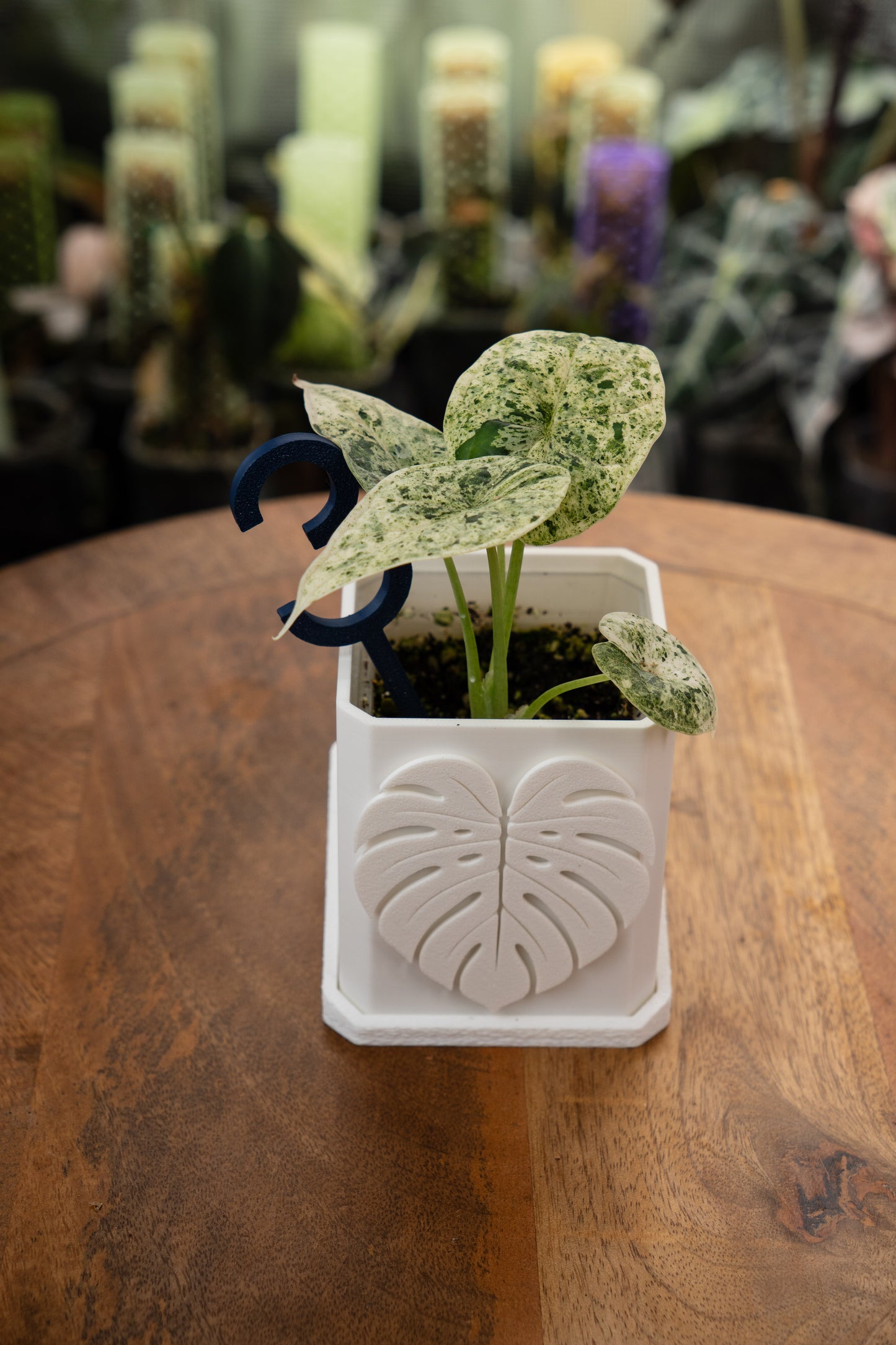 Alocasia Dragon Scale Mint
