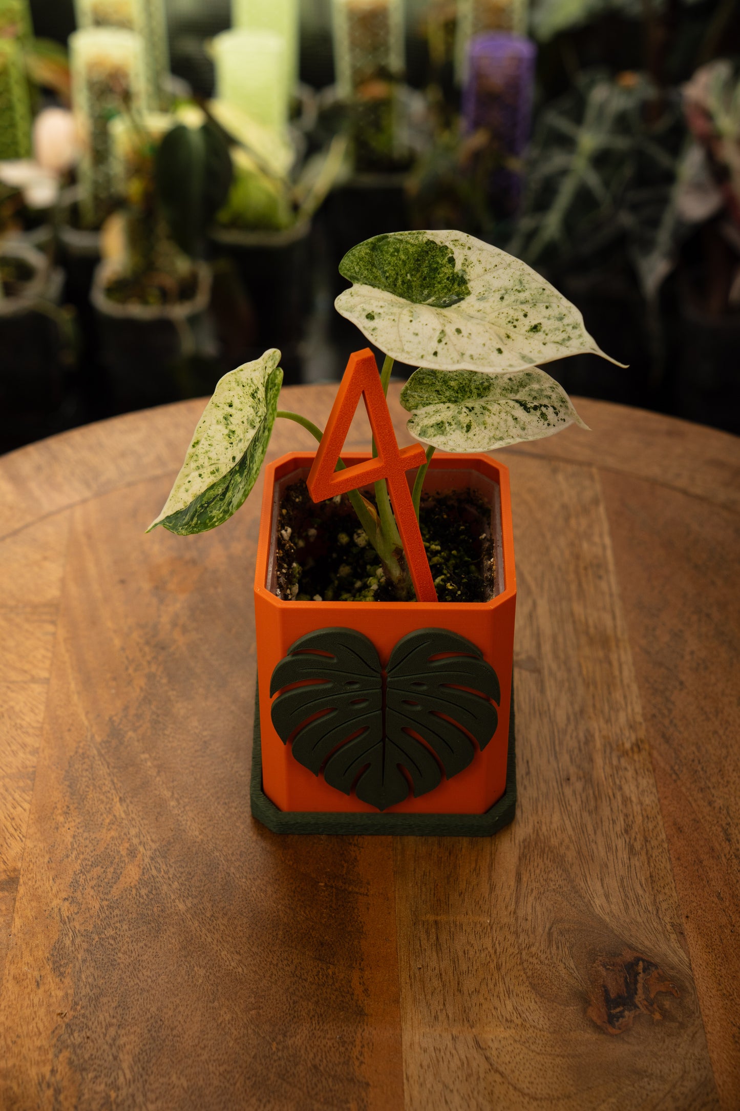Alocasia Dragon Scale Mint