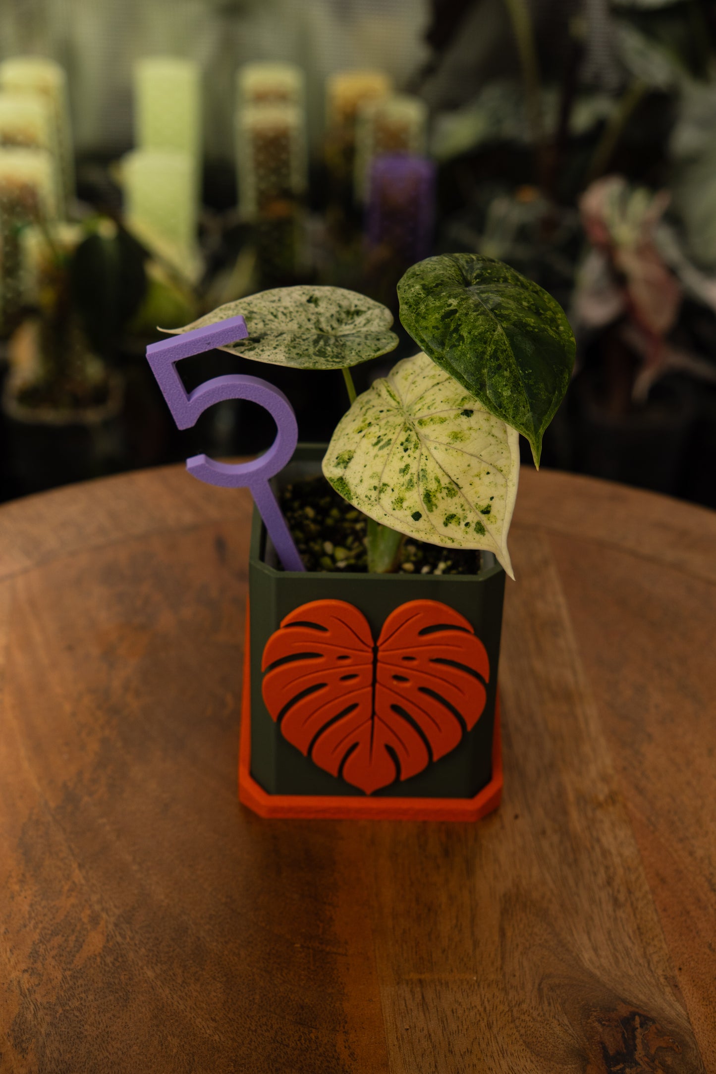Alocasia Dragon Scale Mint