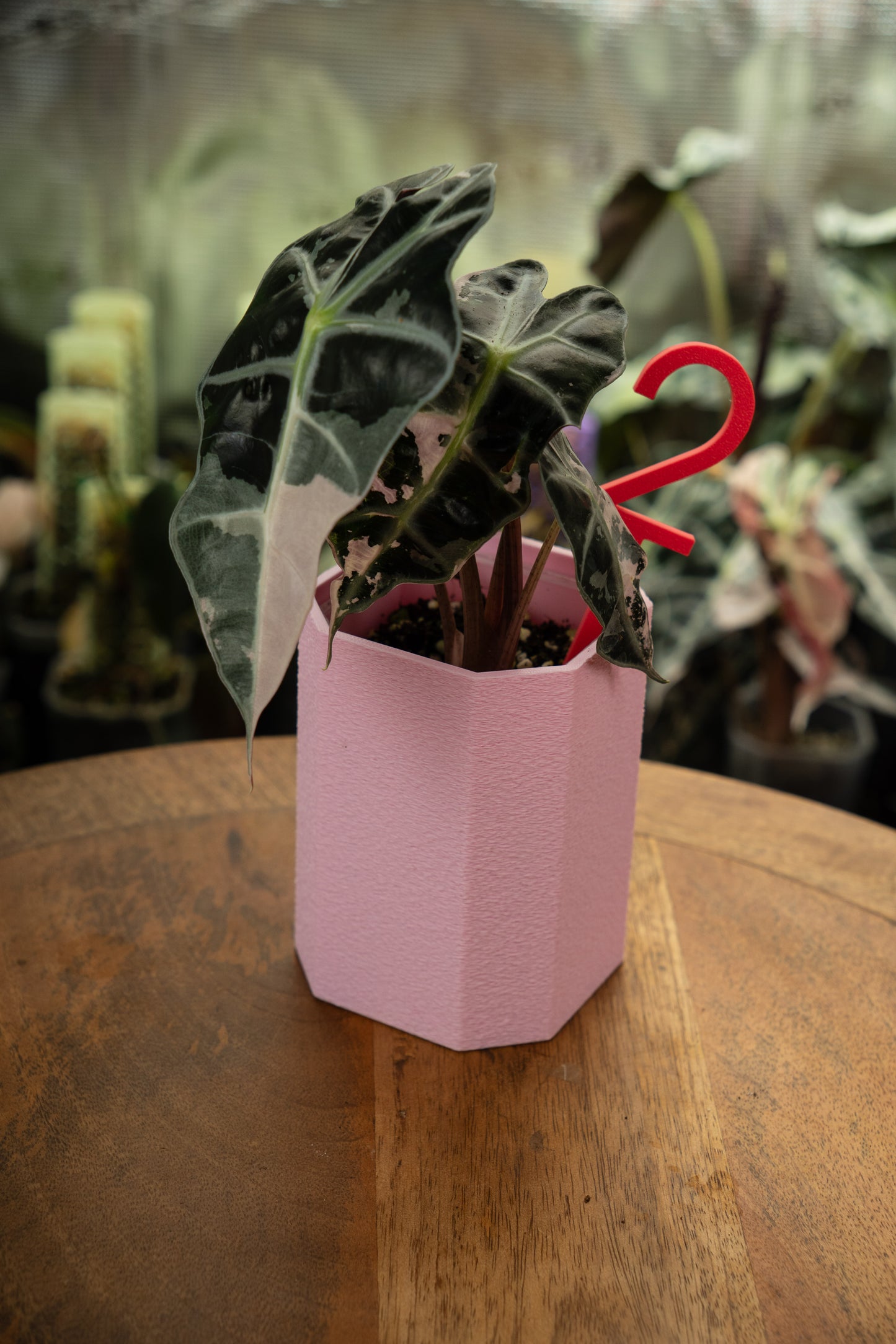 Alocasia Polly Snowflake Pink Variegata