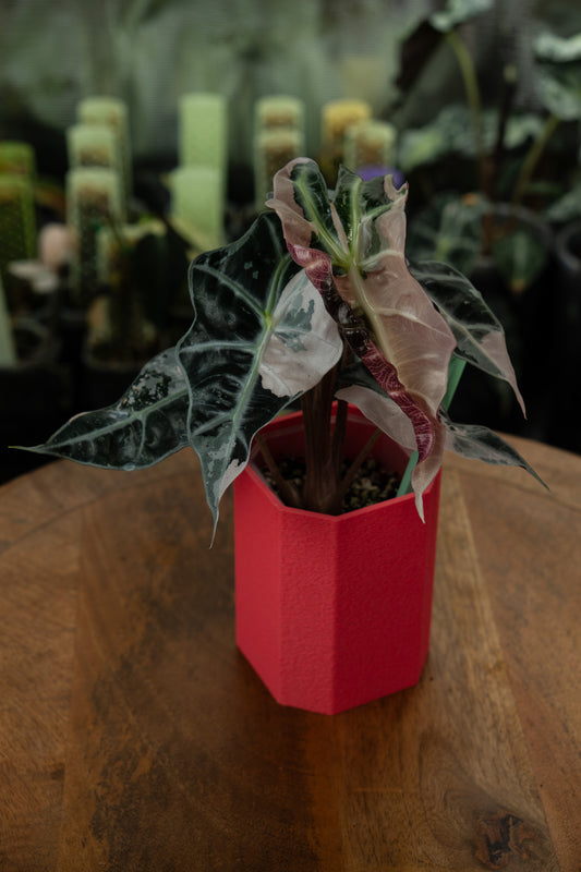 Alocasia Polly Snowflake Pink Variegata