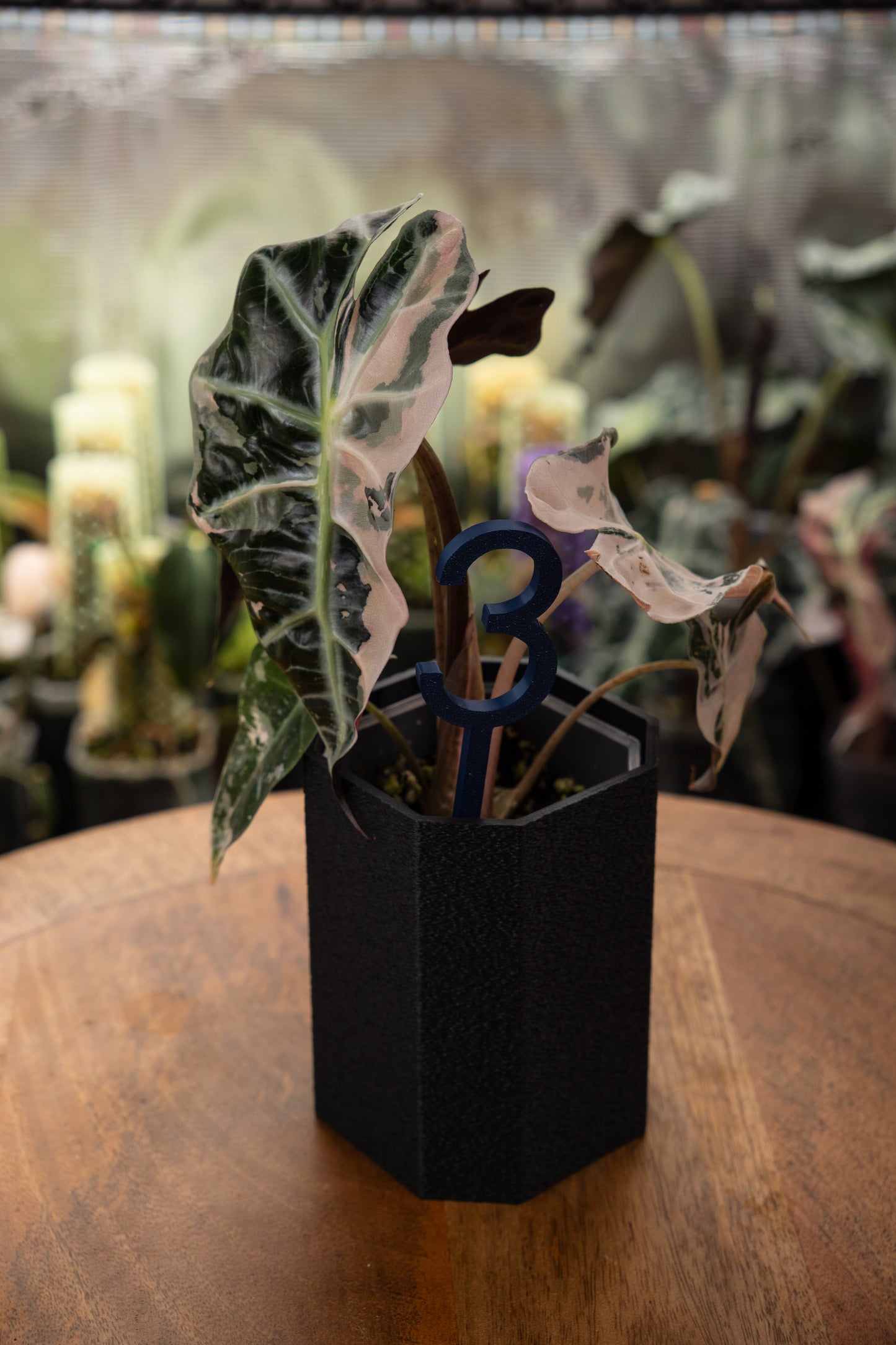 Alocasia Polly Snowflake Pink Variegata