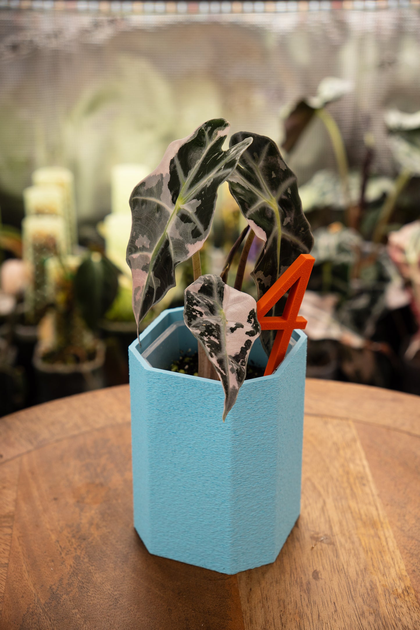 Alocasia Polly Snowflake Pink Variegata