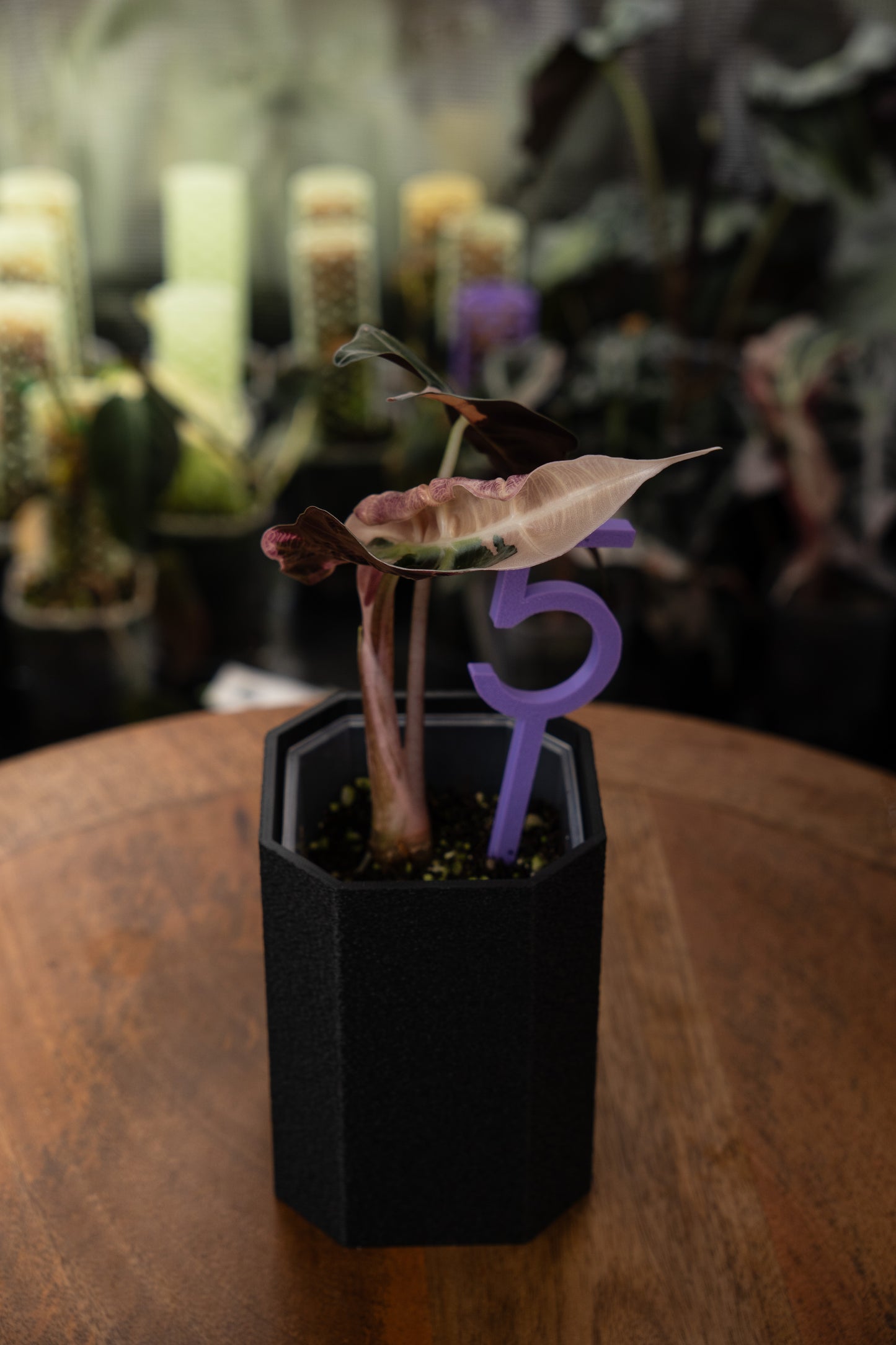 Alocasia Polly Snowflake Pink Variegata