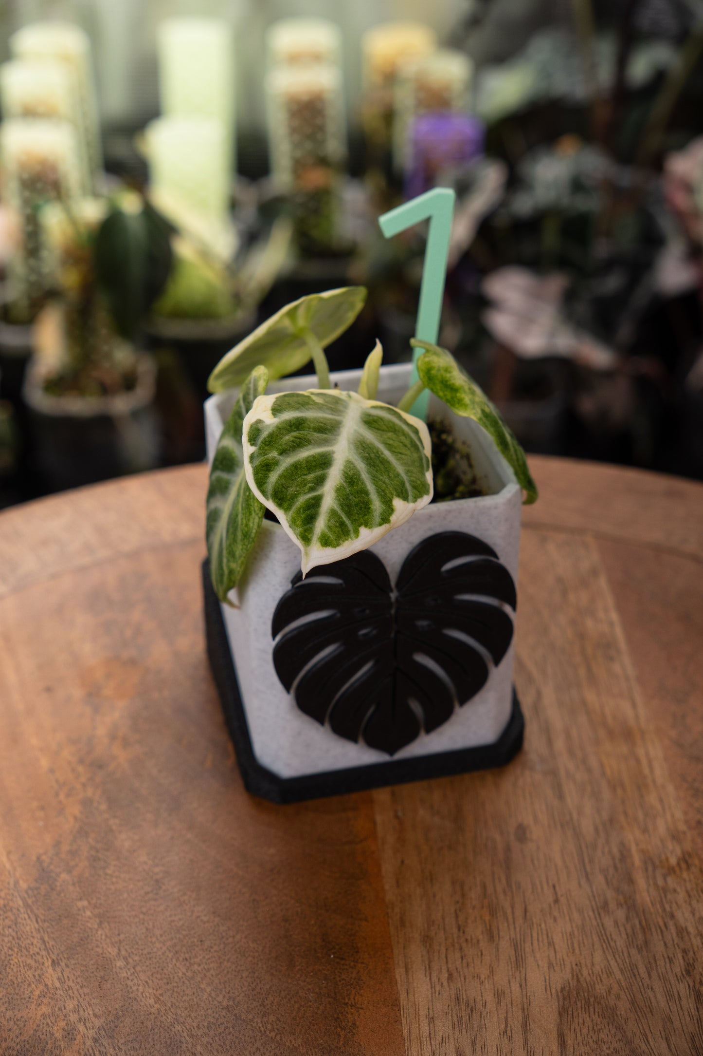 Alocasia Ninja Albo Variegata