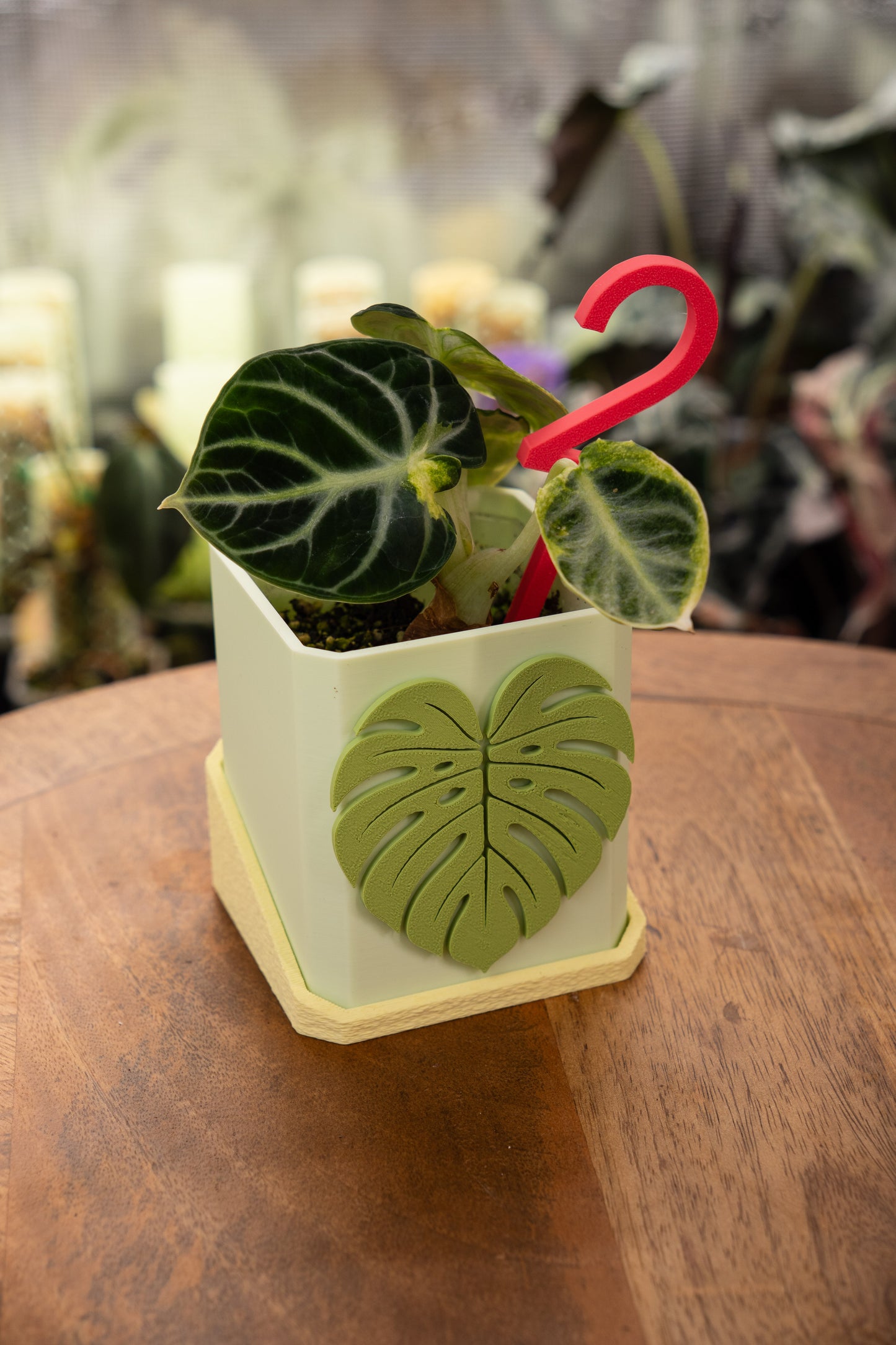Alocasia Ninja Albo Variegata