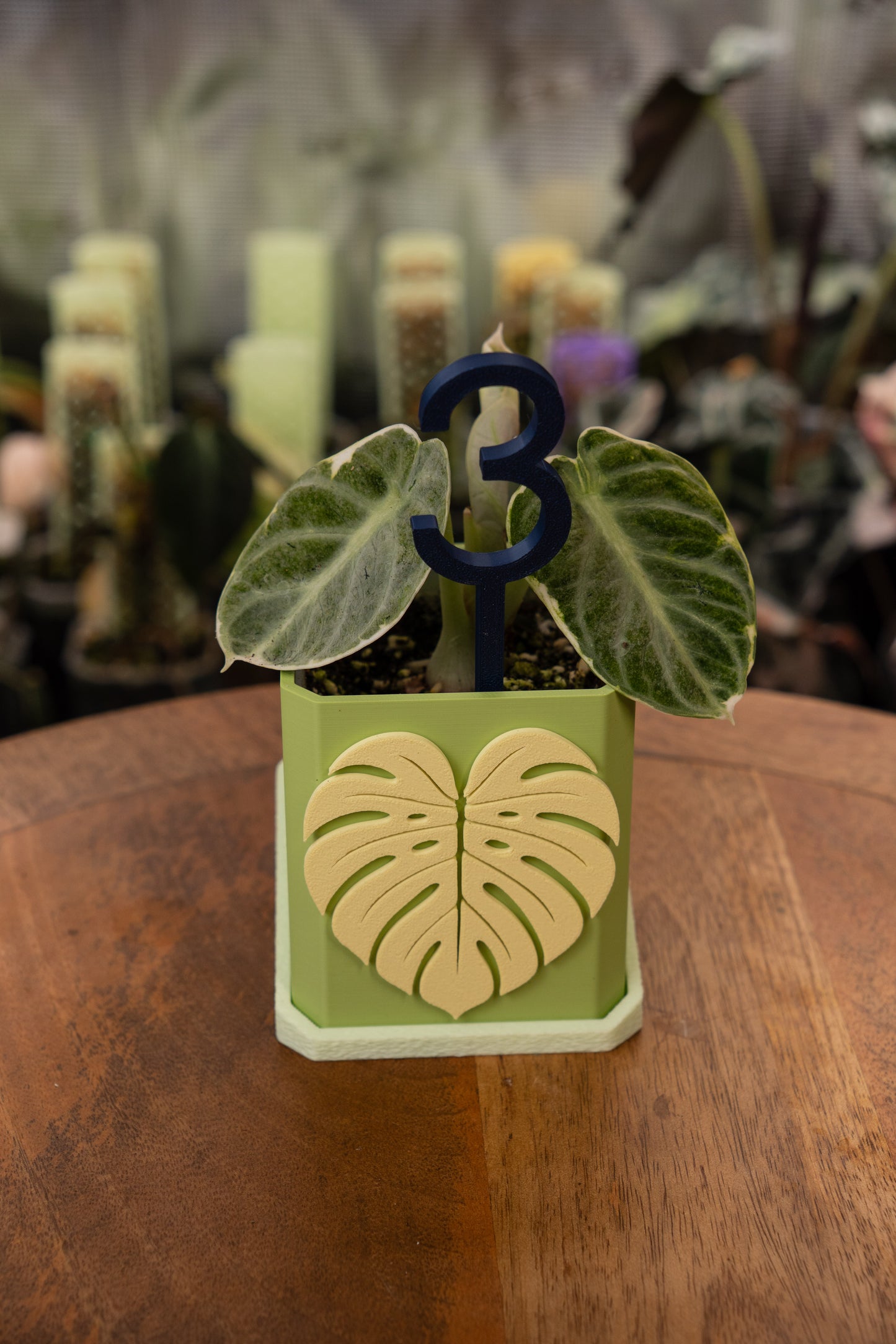 Alocasia Ninja Albo Variegata