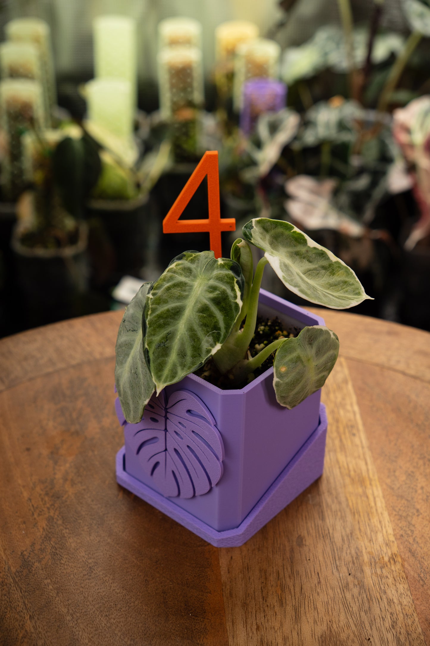 Alocasia Ninja Albo Variegata