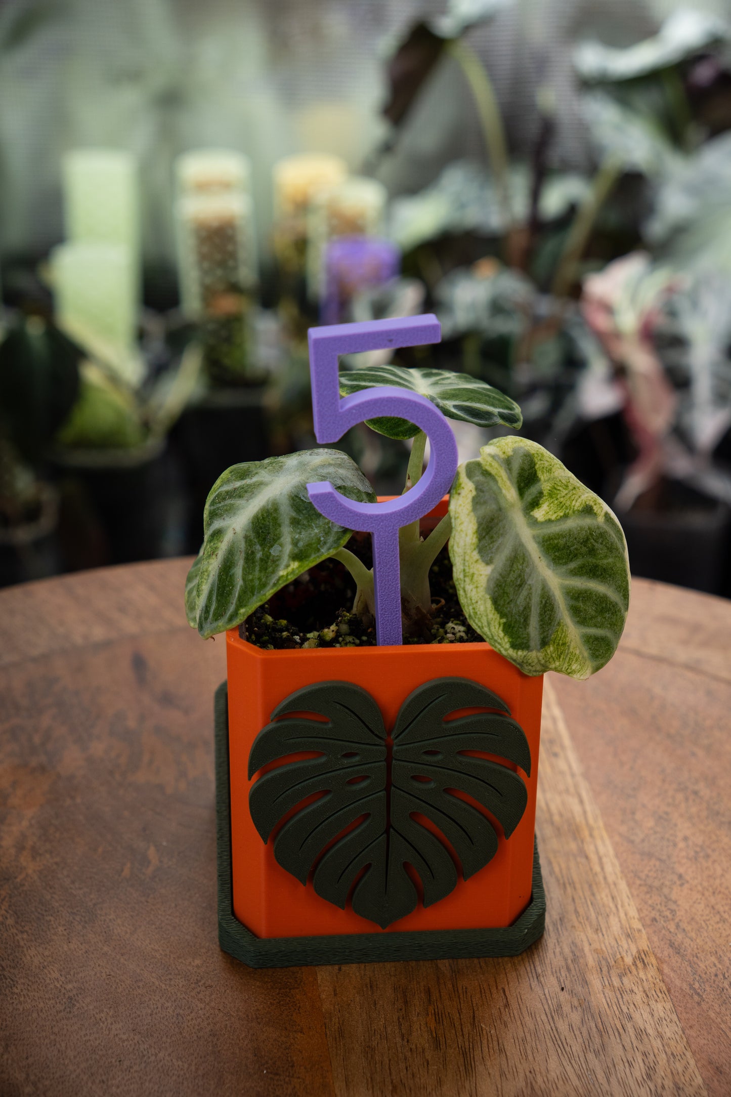 Alocasia Ninja Albo Variegata