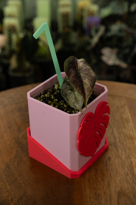Alocasia Azlanii Albo Pink