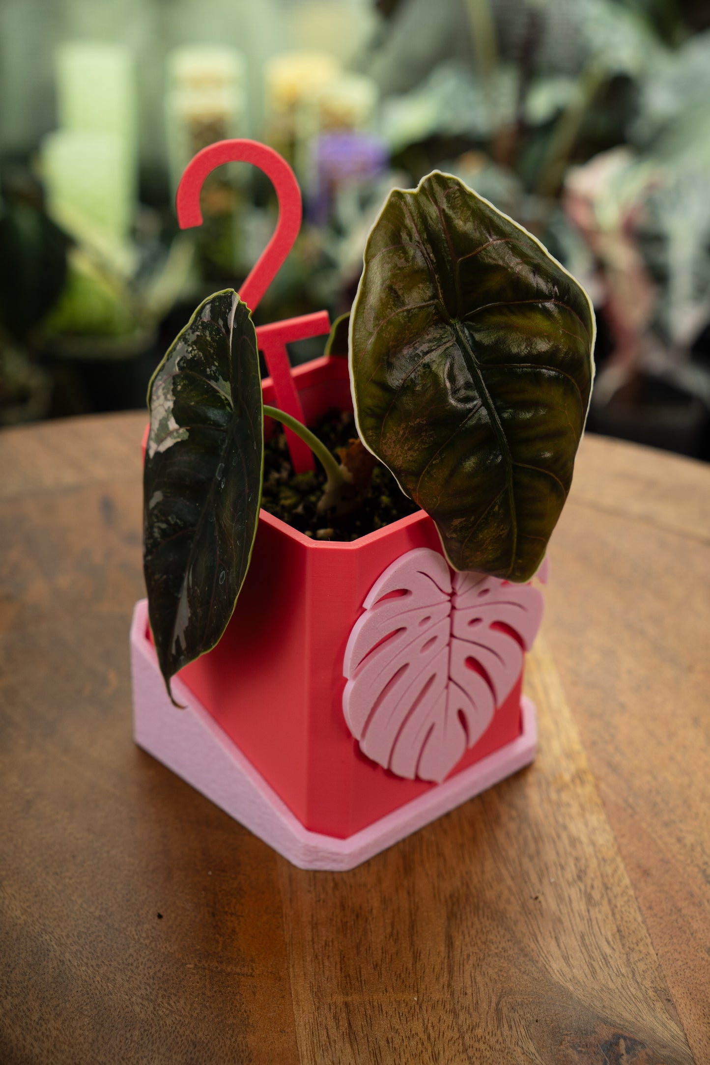 Alocasia Azlanii Albo Pink