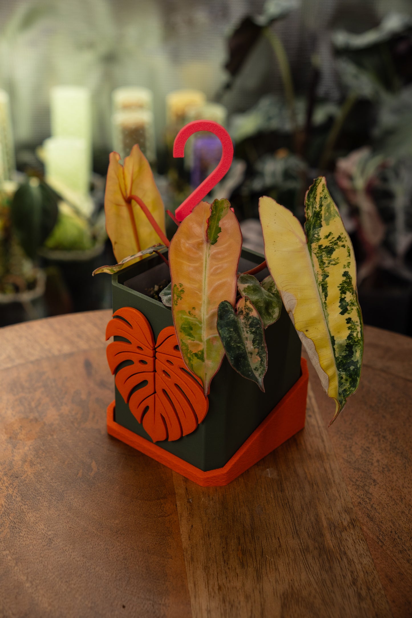 Philodendron Billietiae
