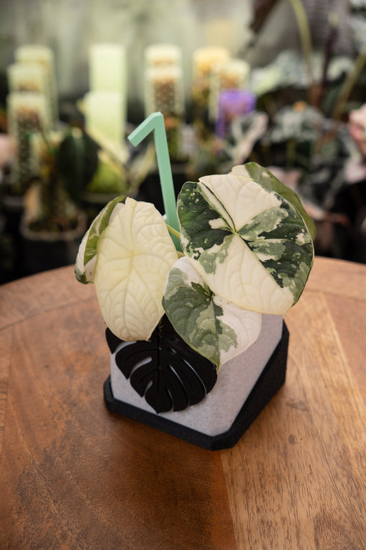 Alocasia Melo Albo Variegata