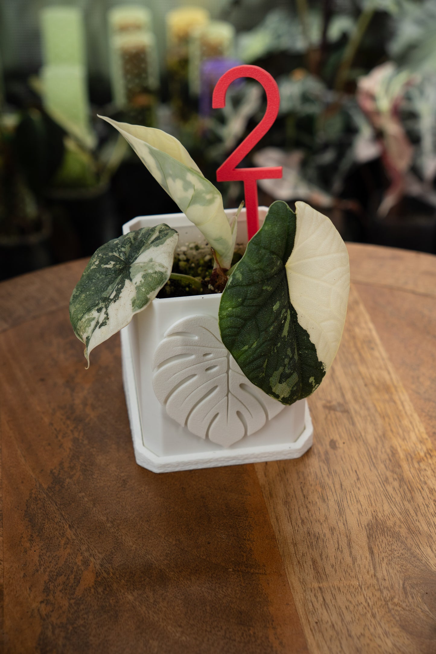 Alocasia Melo Albo Variegata