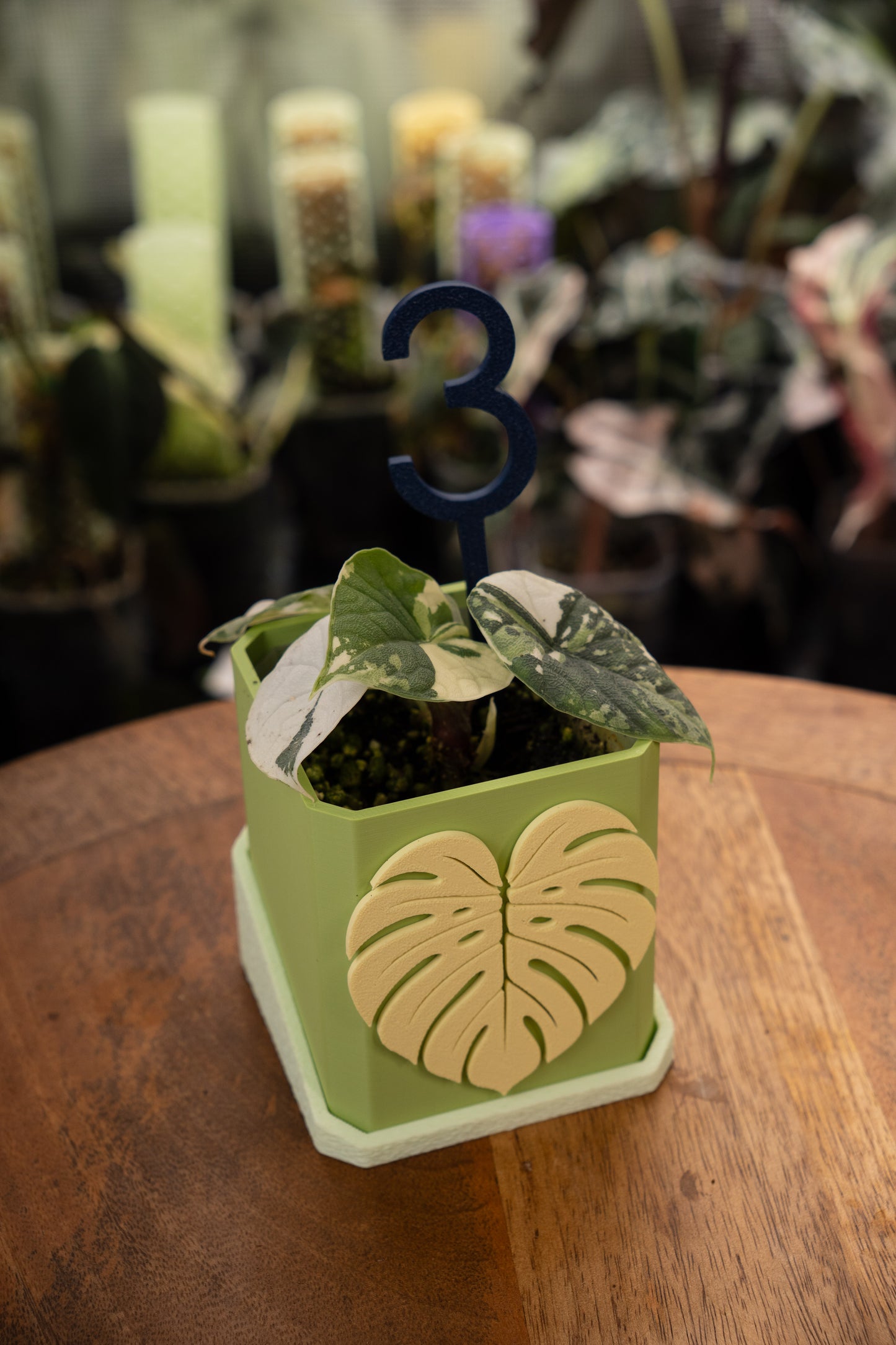 Alocasia Melo Albo Variegata
