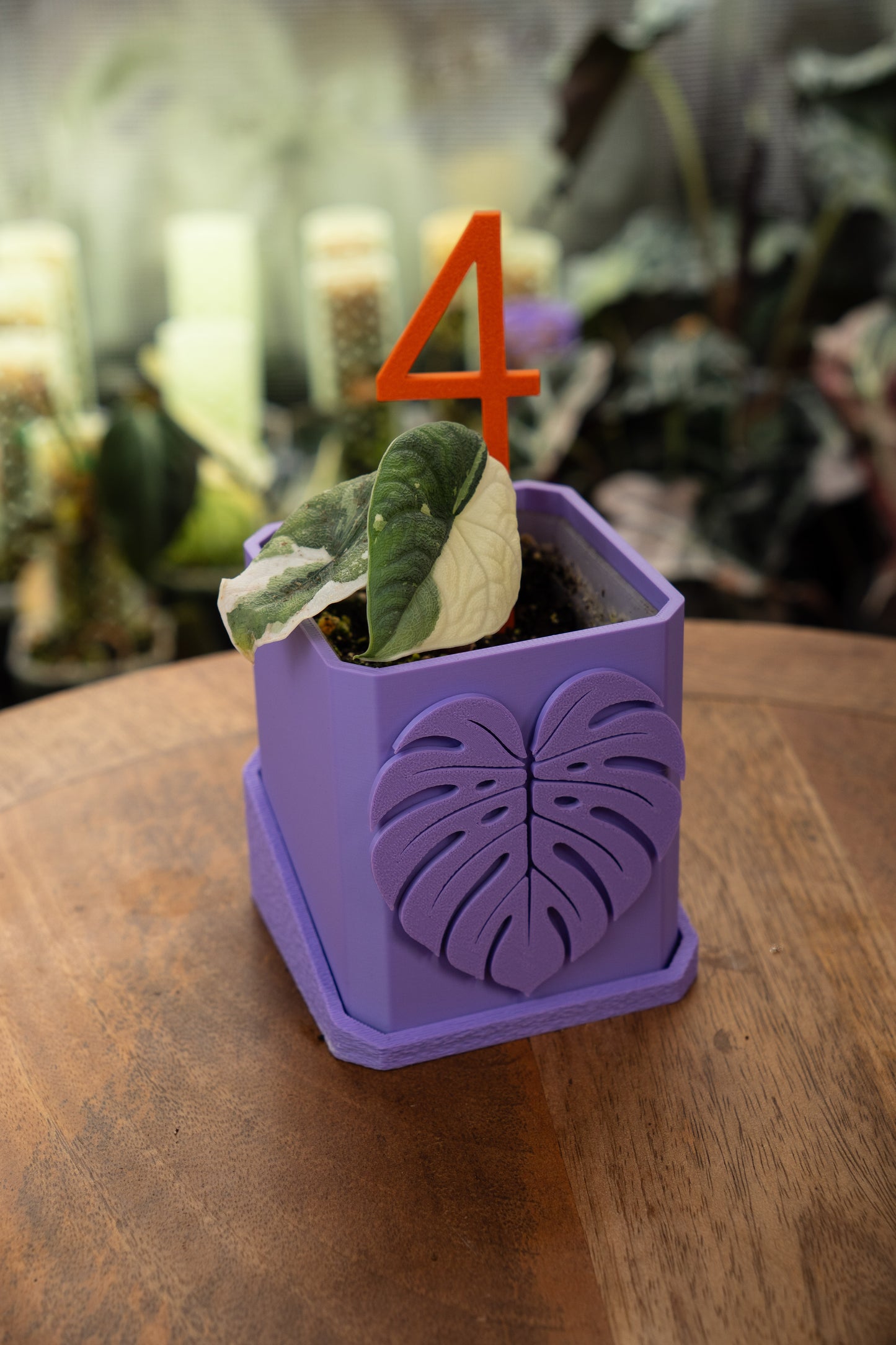 Alocasia Melo Albo Variegata