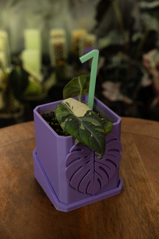 Alocasia Maharani Albo/ Pink