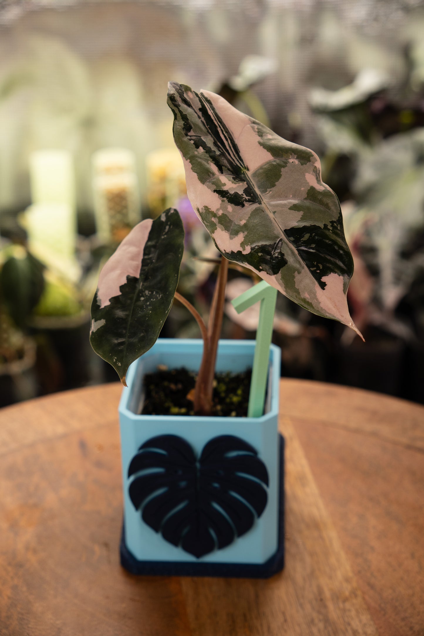 Alocasia Chantrieri Pink Variegata