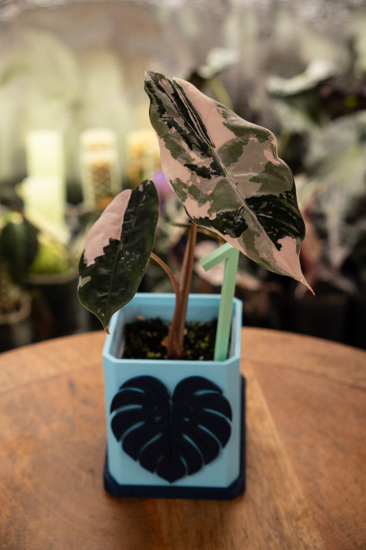Alocasia Chantrieri Pink Variegata