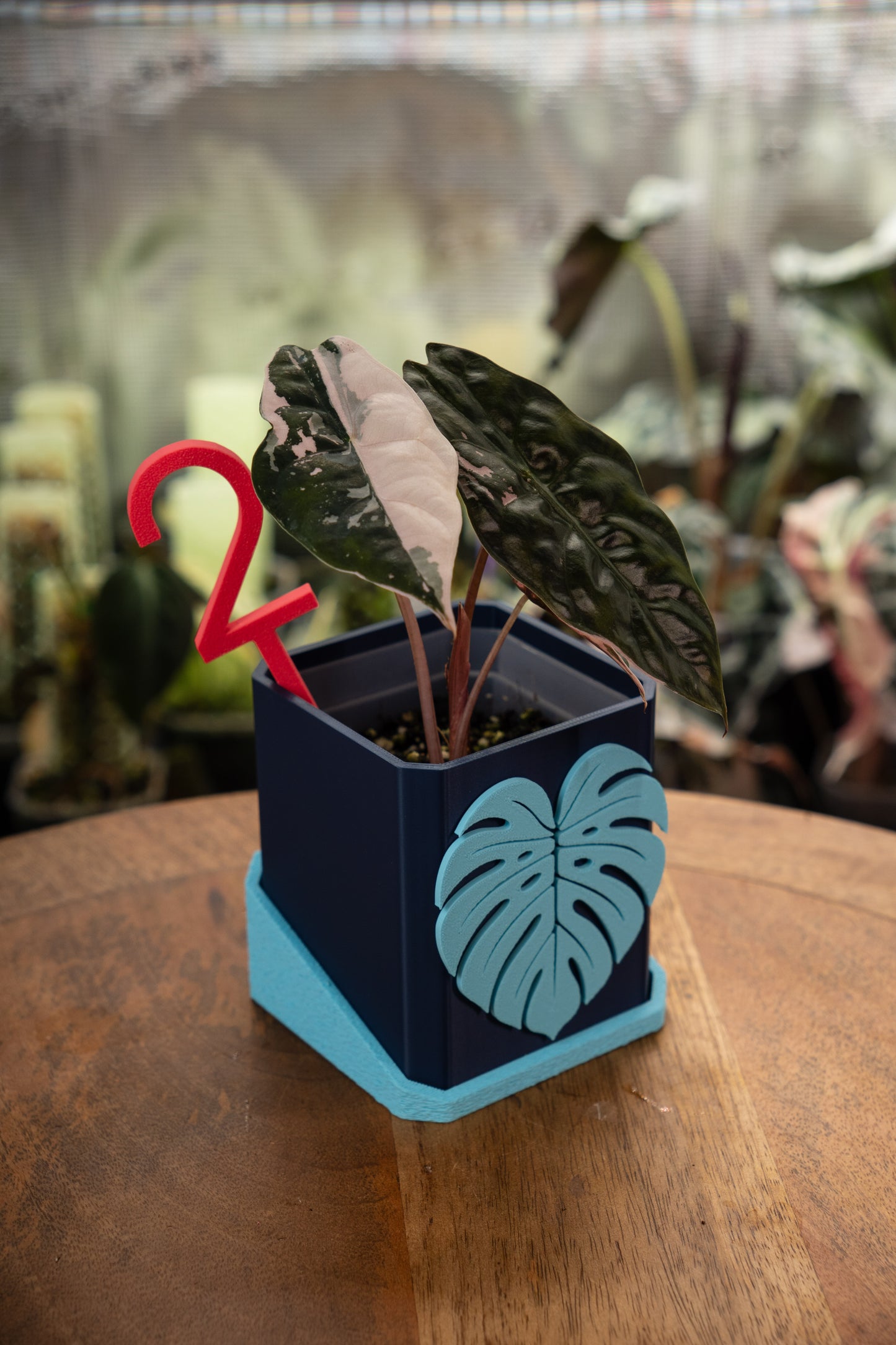 Alocasia Chantrieri Pink Variegata