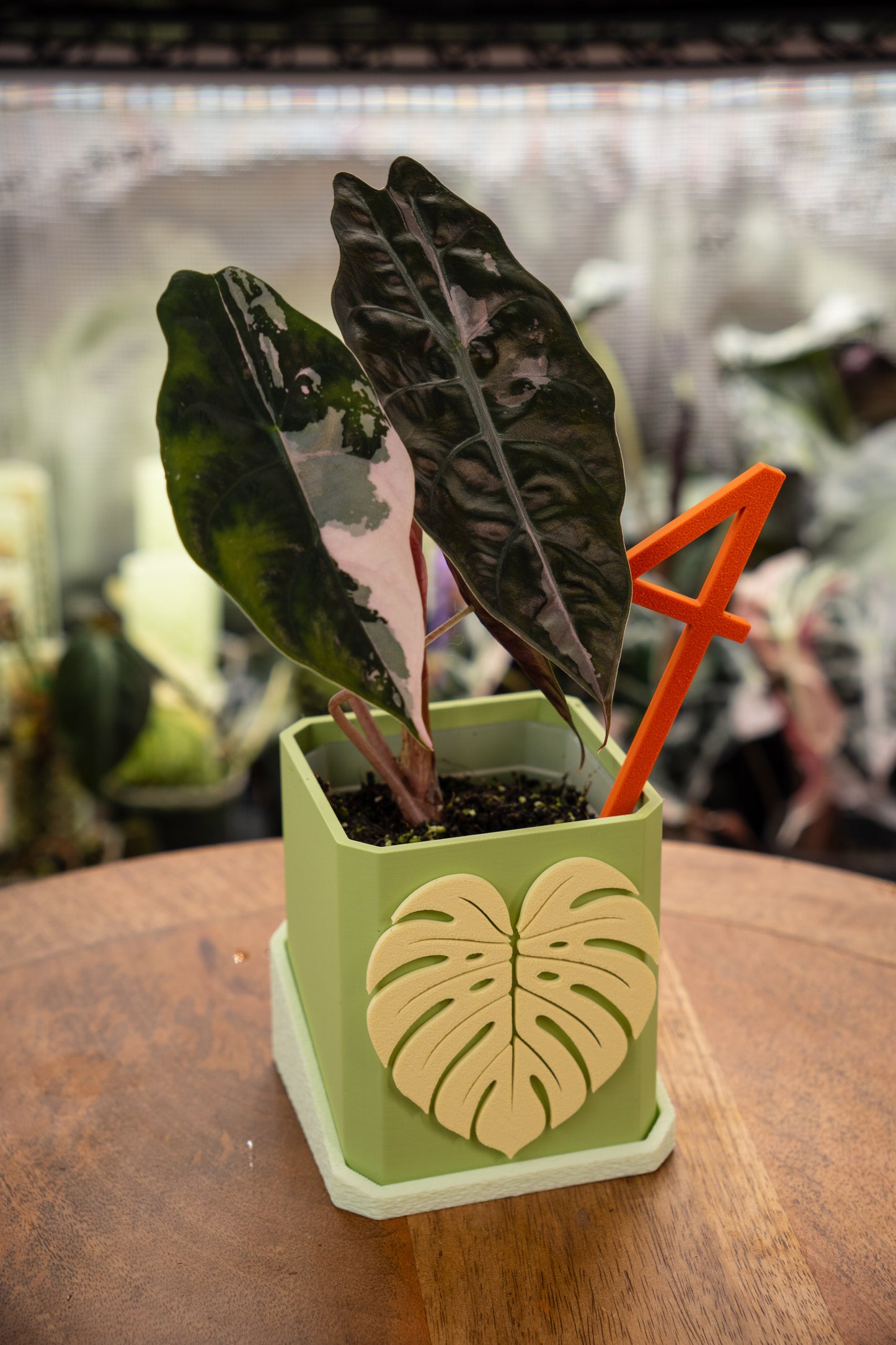 Alocasia Chantrieri Pink Variegata