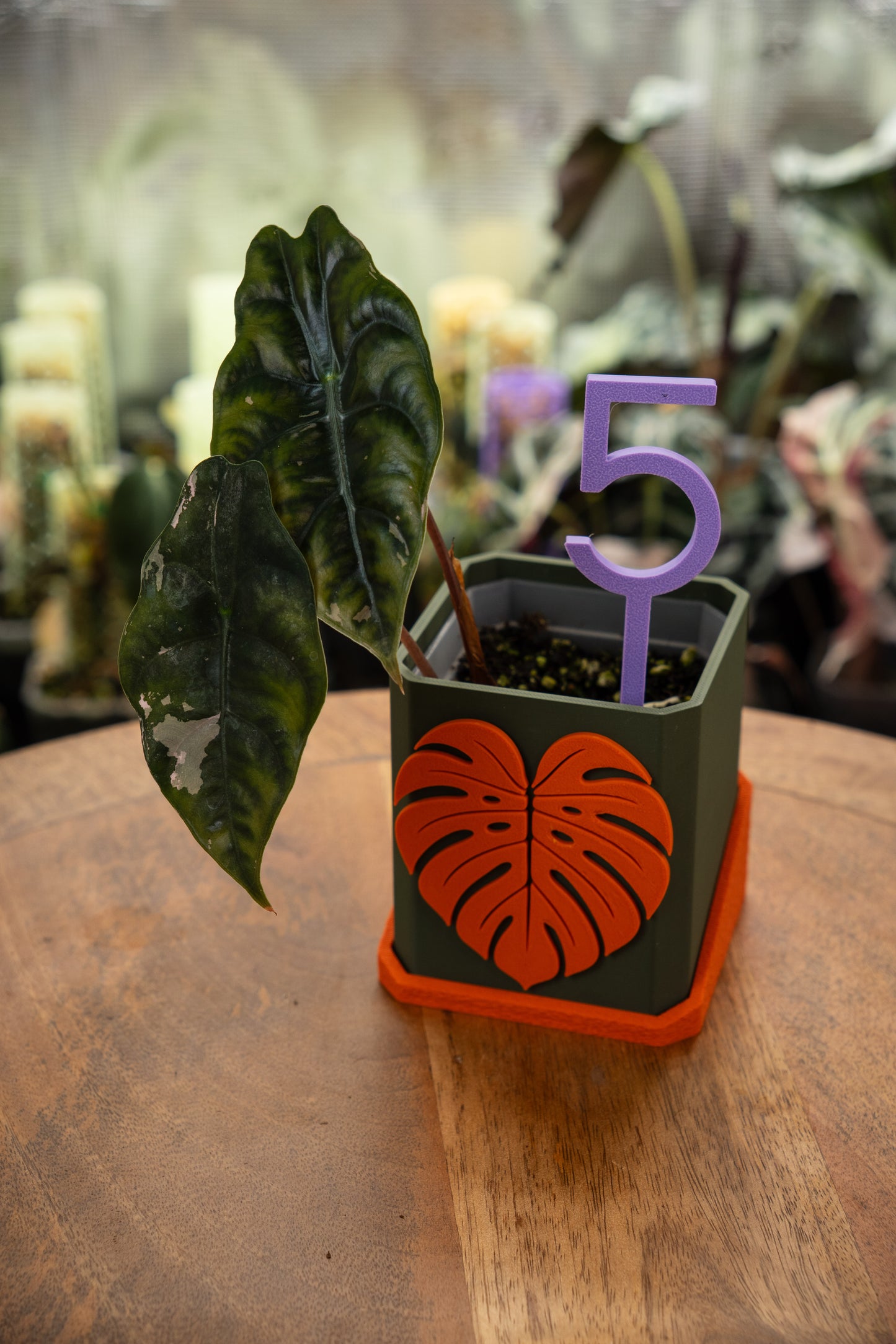 Alocasia Chantrieri Pink Variegata