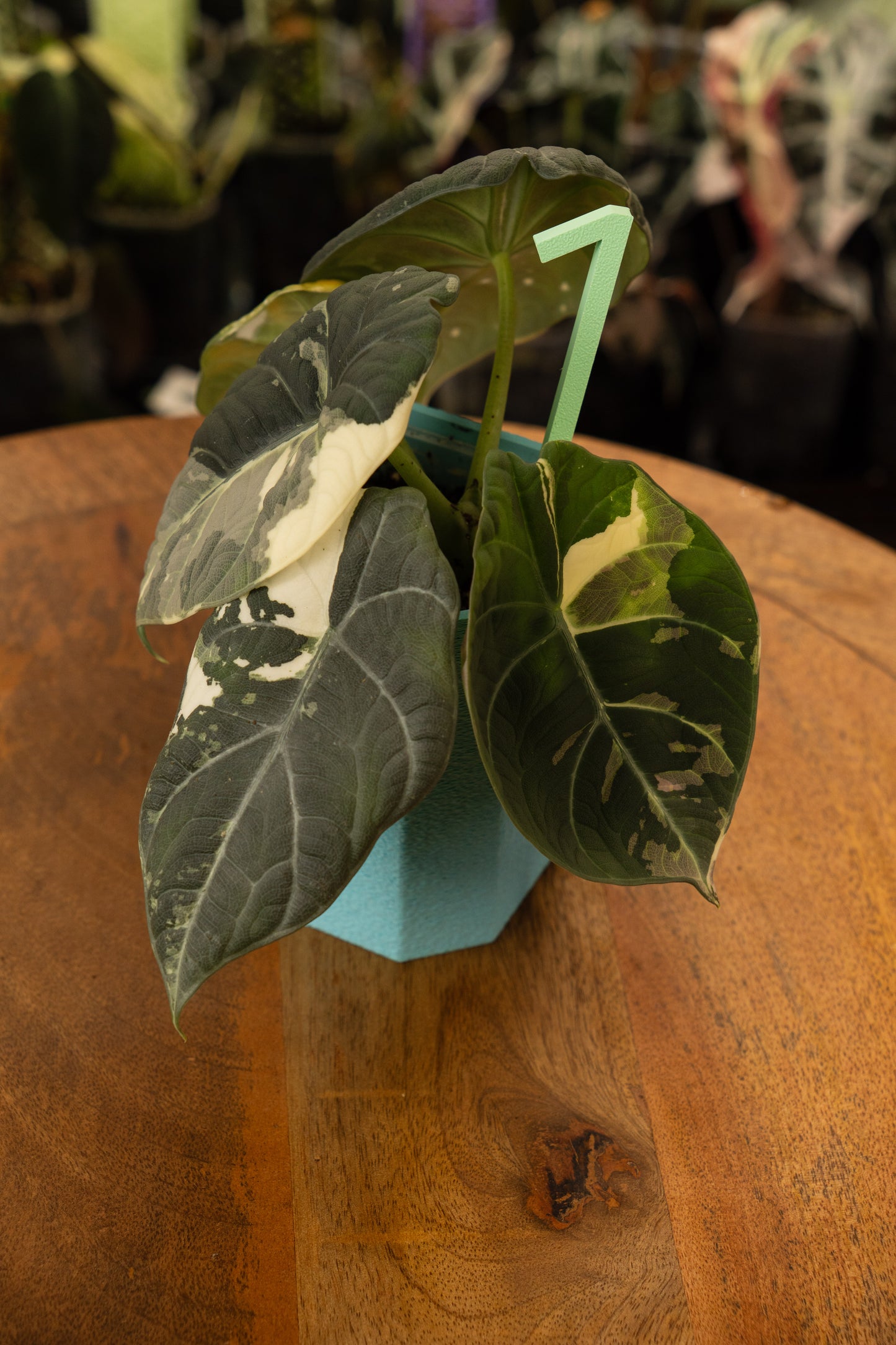 Alocasia Maharani Albo/ Pink Mutterpflanze