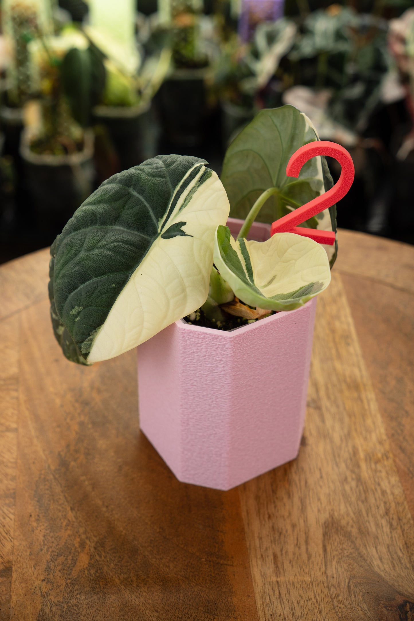 Alocasia Maharani Albo/ Pink Mutterpflanze