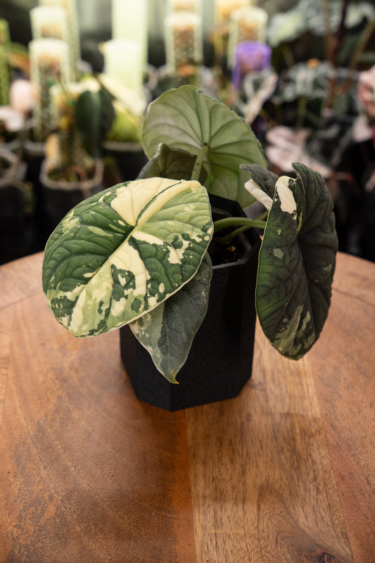 Alocasia Melo Albo Variegata Mutterpflanze