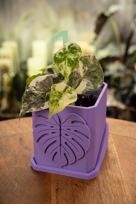 Alocasia Wentii Albo / Pink Variegata