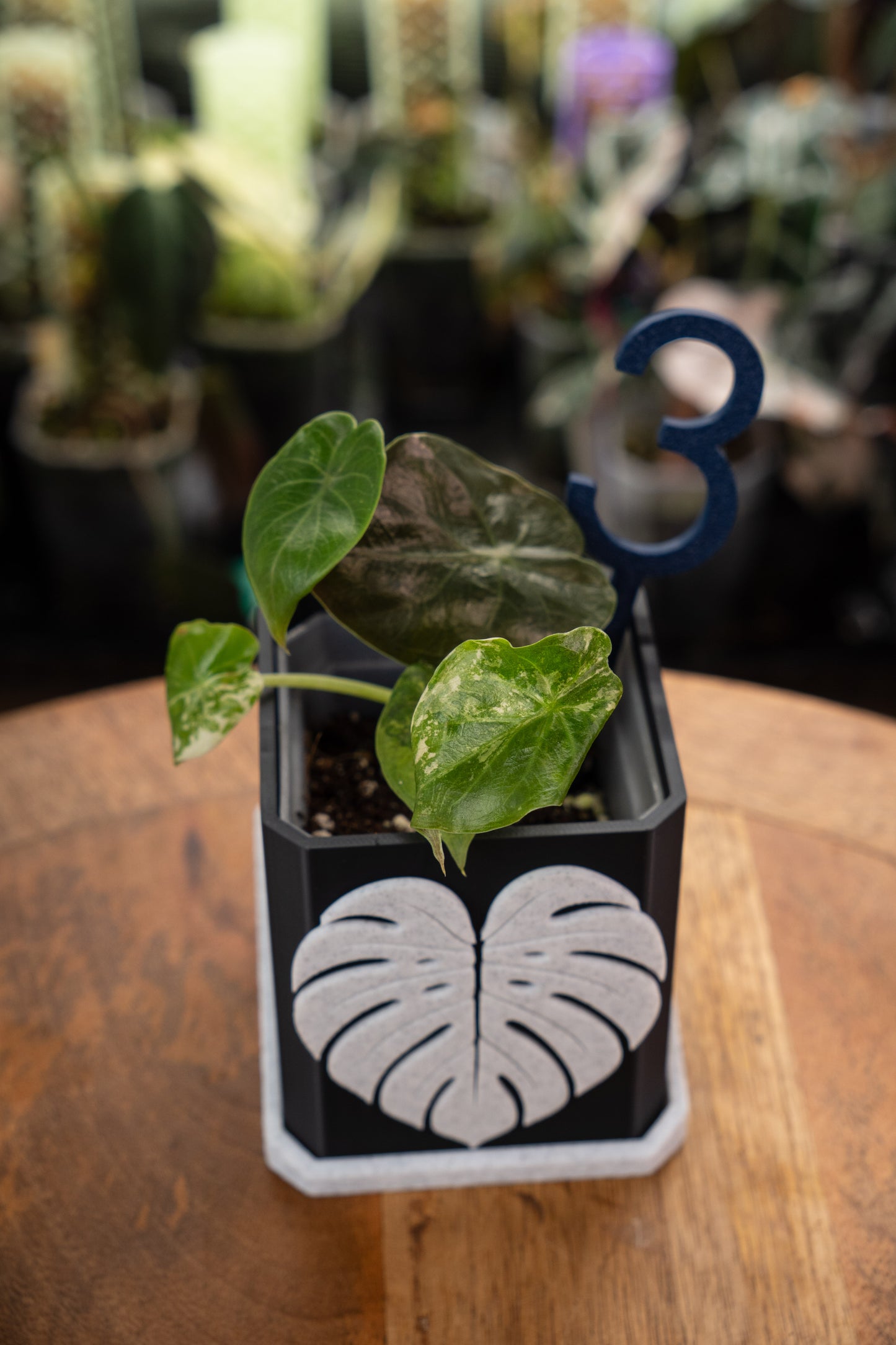 Alocasia Wentii Albo / Pink Variegata