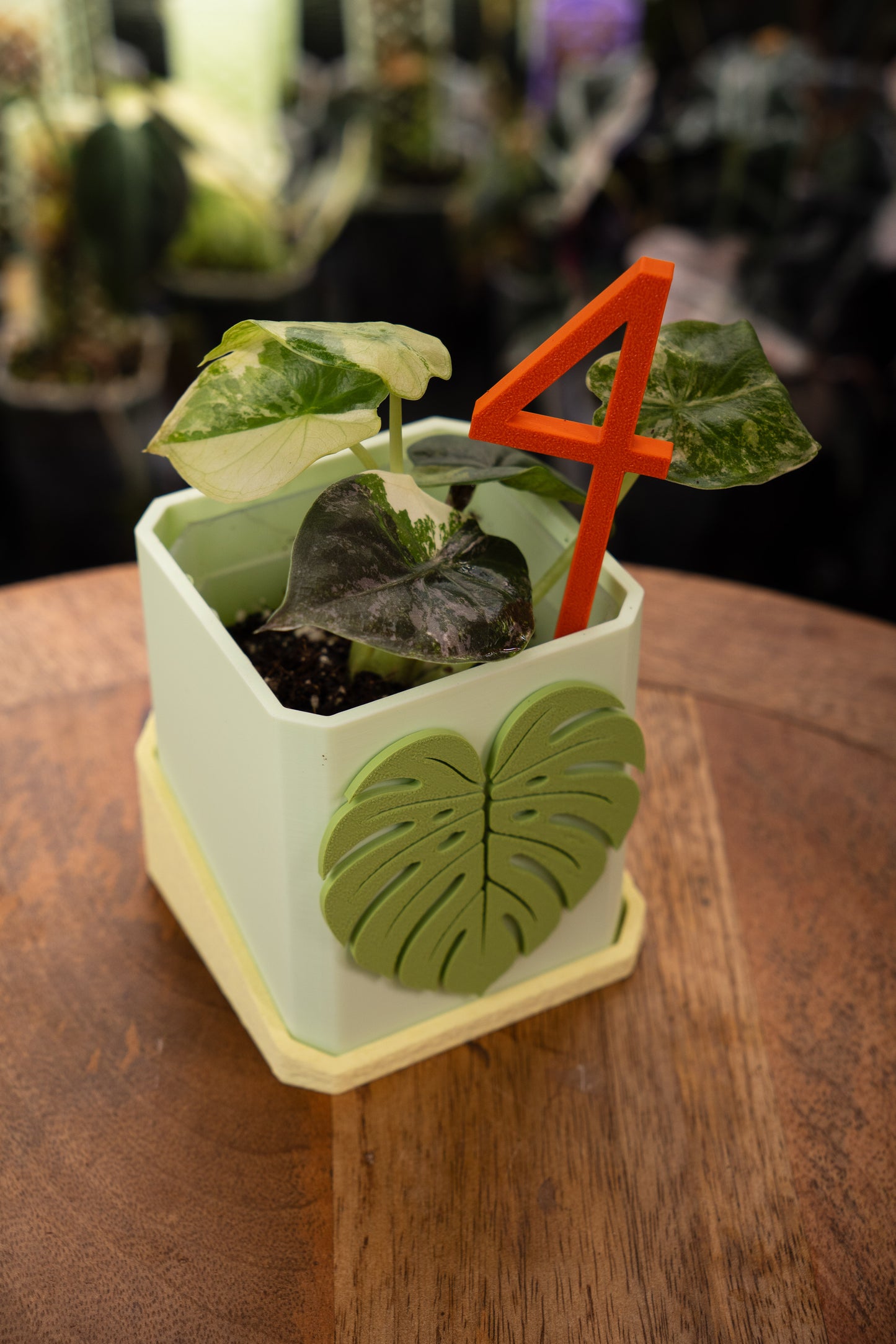 Alocasia Wentii Albo / Pink Variegata