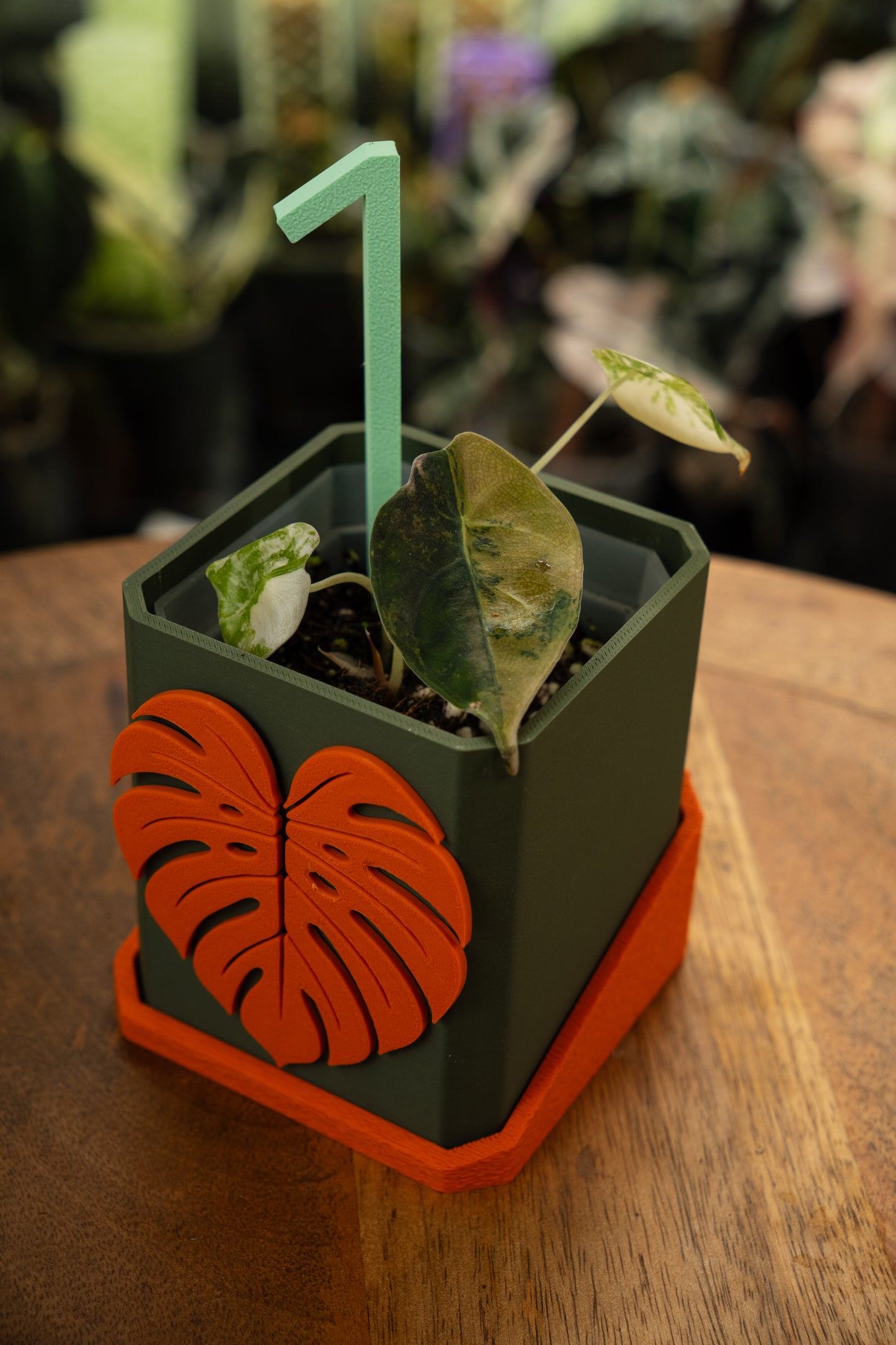 Alocasia Sedenii Aurea Variegata