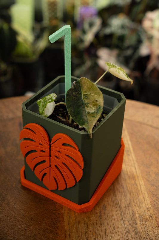 Alocasia Sedenii Aurea Variegata