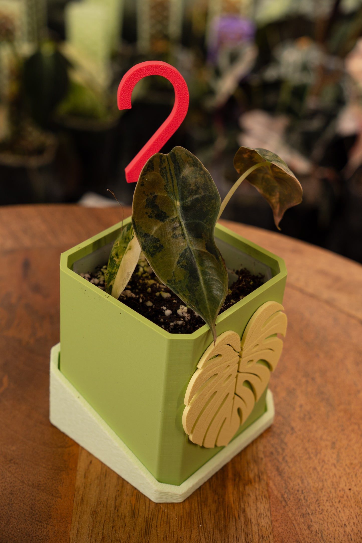 Alocasia Sedenii Aurea Variegata