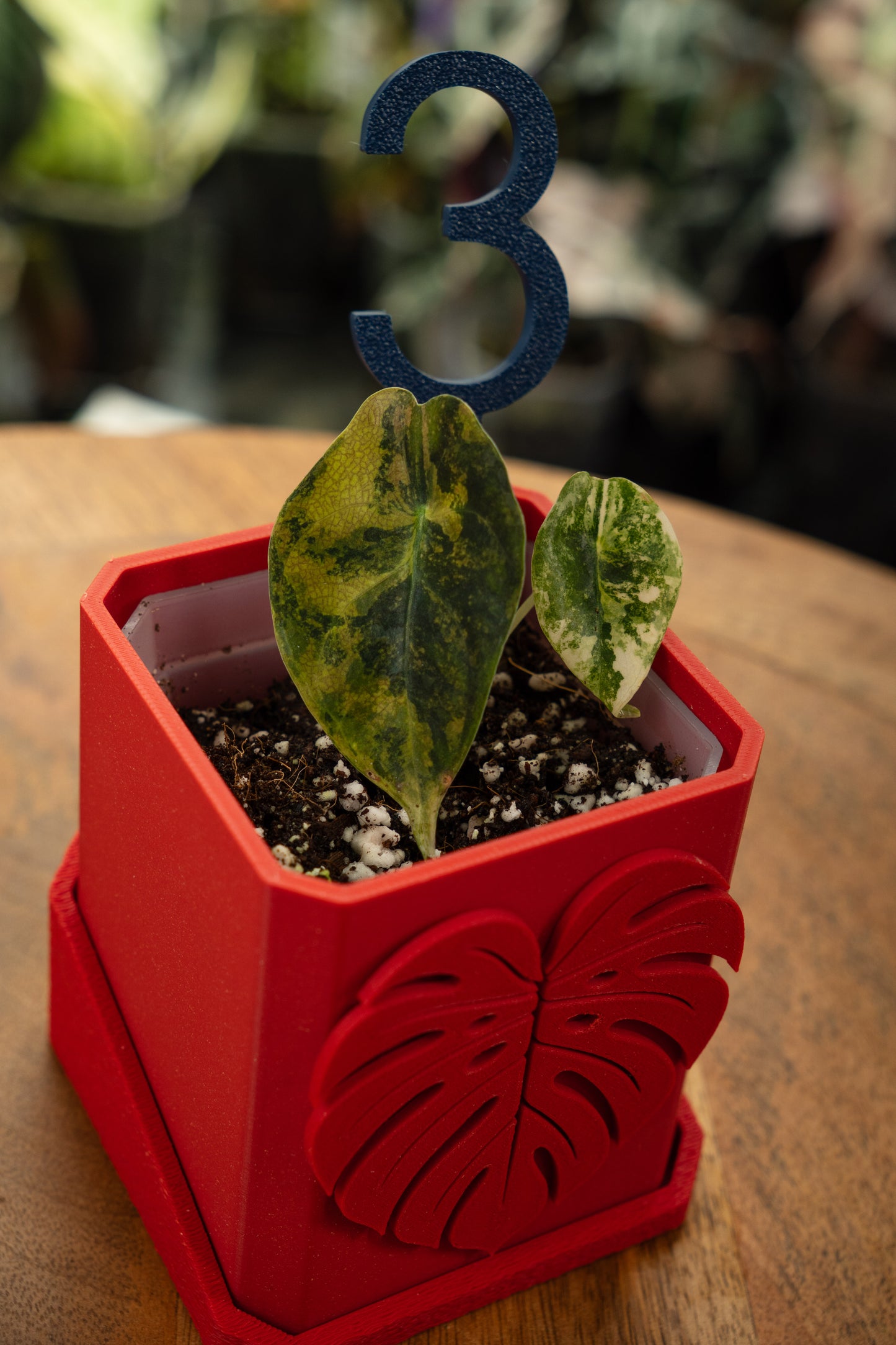 Alocasia Sedenii Aurea Variegata