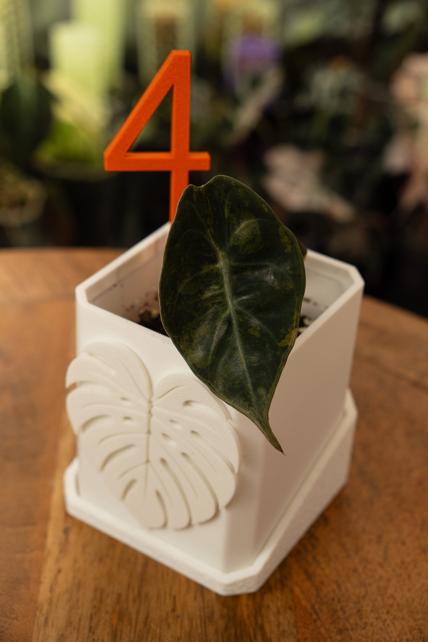 Alocasia Sedenii Aurea Variegata