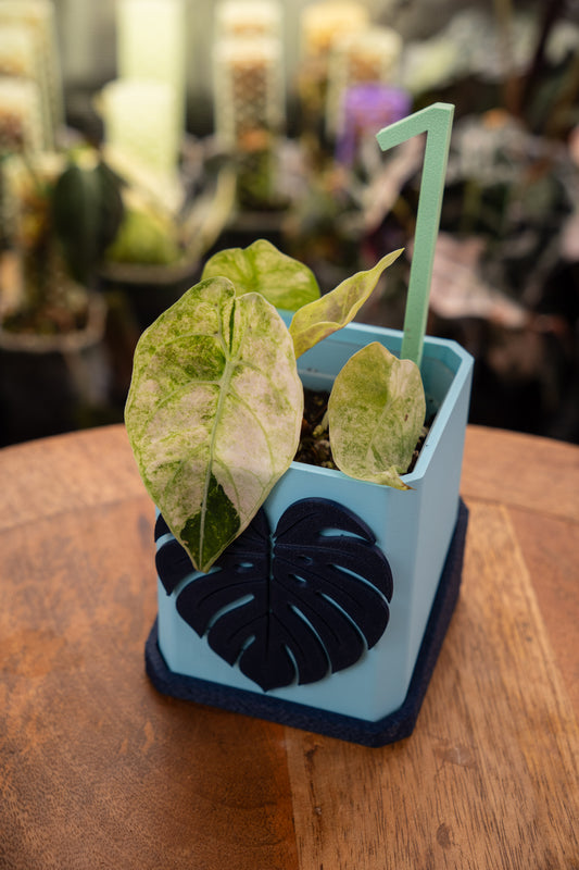 Alocasia Watsoniana Doff Pink Variegata
