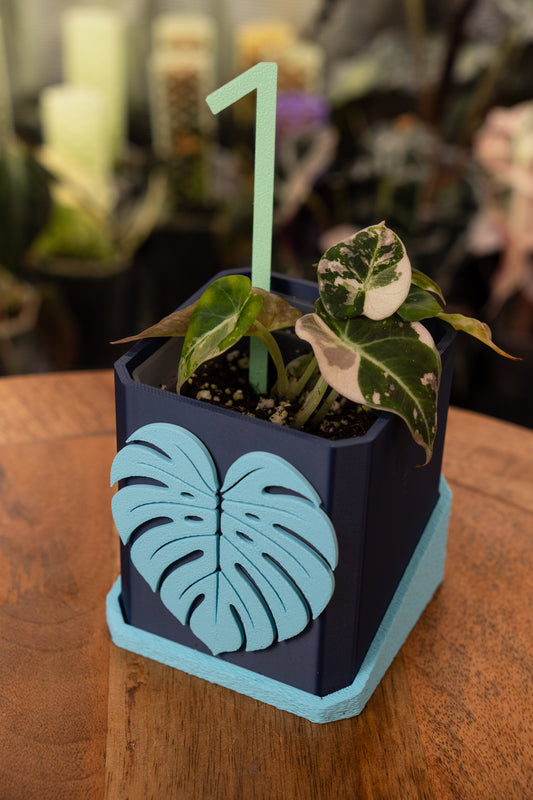 Alocasia Black Velvet Pink Variegata